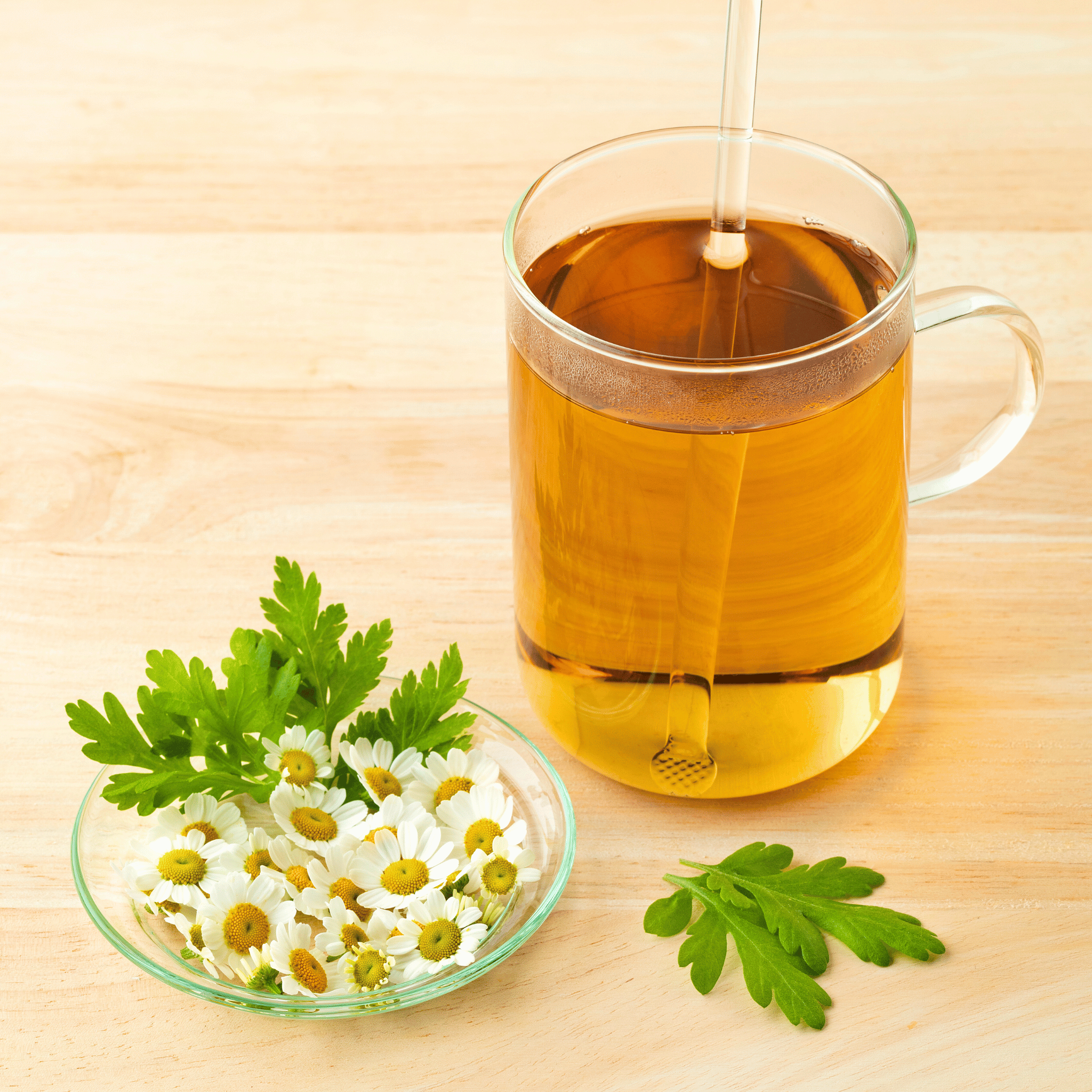 Feverfew – 100 Seeds | Seeds | Wiccan Center