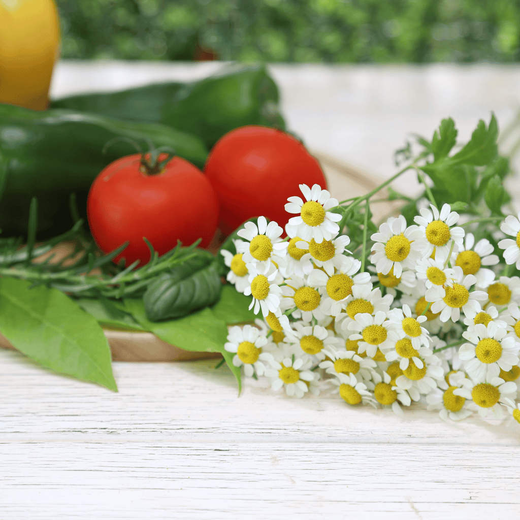 Feverfew – 100 Seeds | Seeds | Wiccan Center