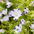 Five Spot – 50 Seeds | Seeds | Wiccan Center