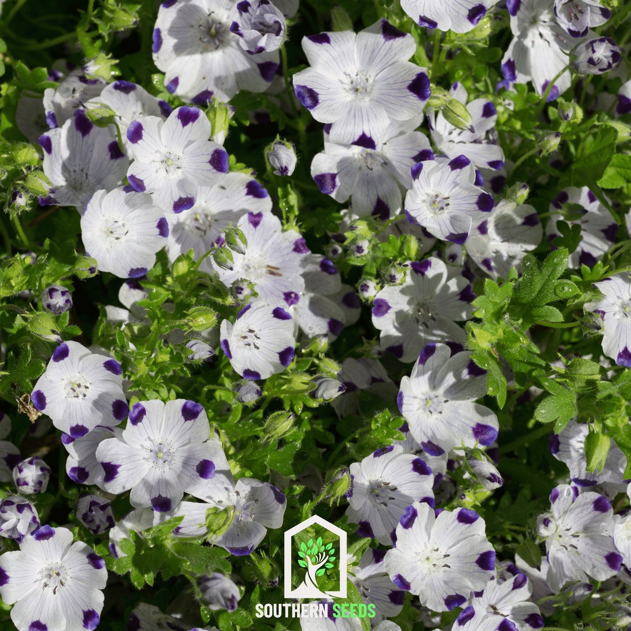 Five Spot – 50 Seeds | Seeds | Wiccan Center