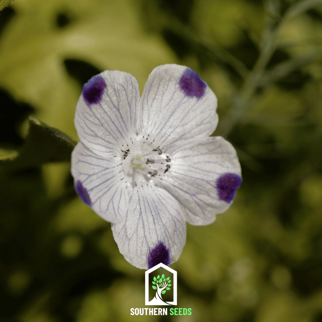 Five Spot – 50 Seeds | Seeds | Wiccan Center