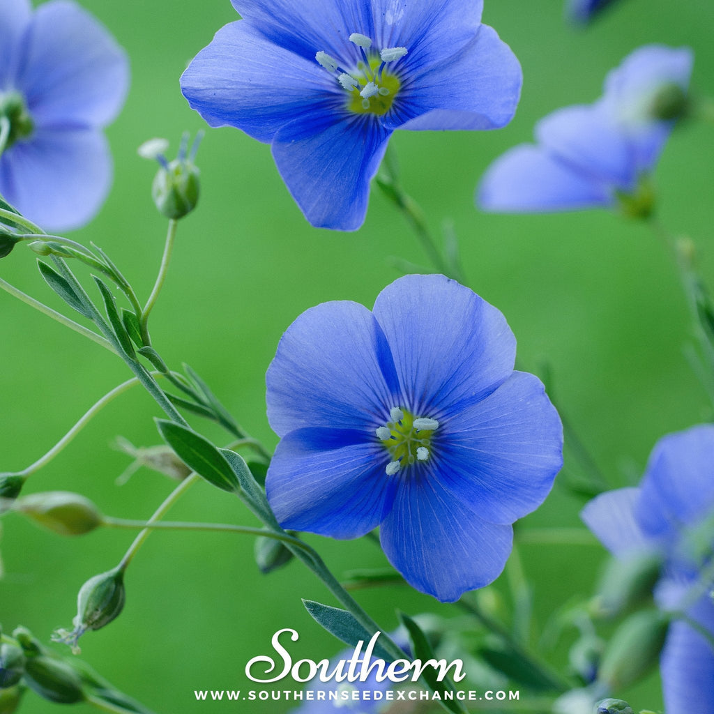 Blue Flax – 100 Seeds | | Wiccan Center