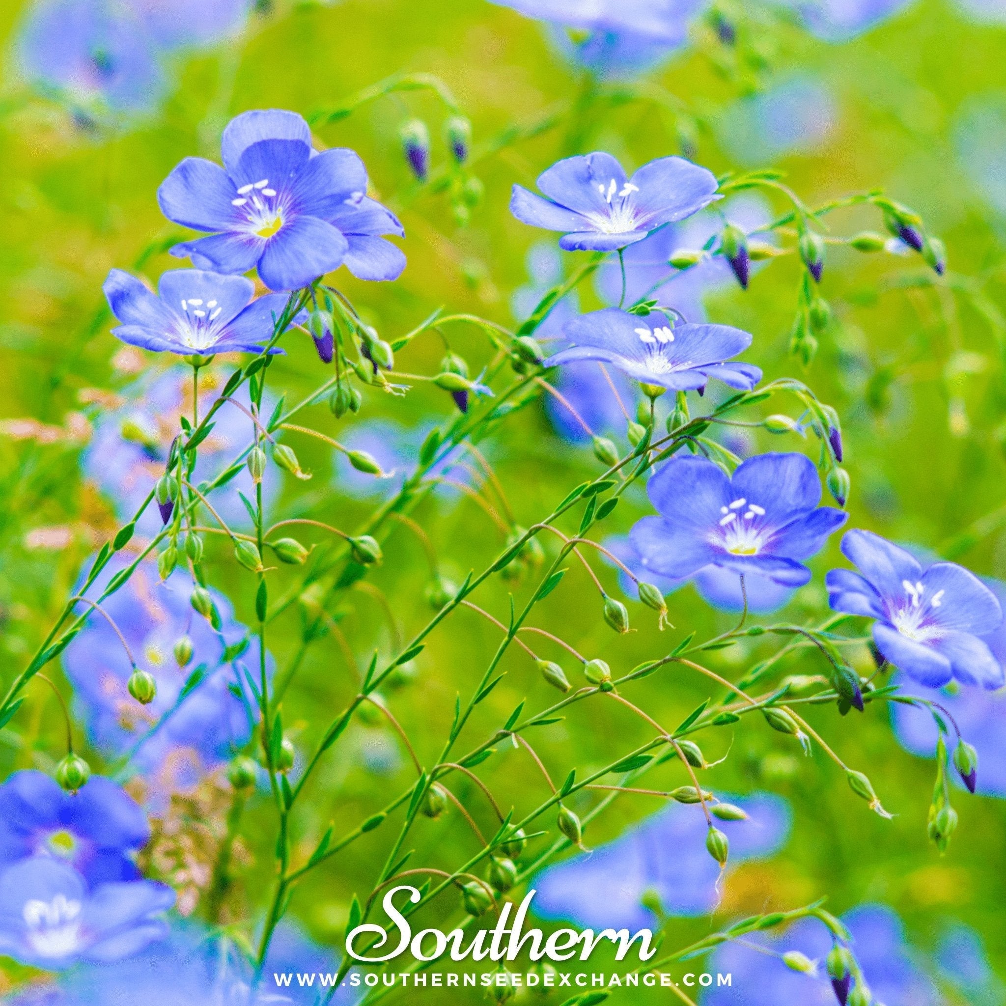 Blue Flax – 100 Seeds | | Wiccan Center