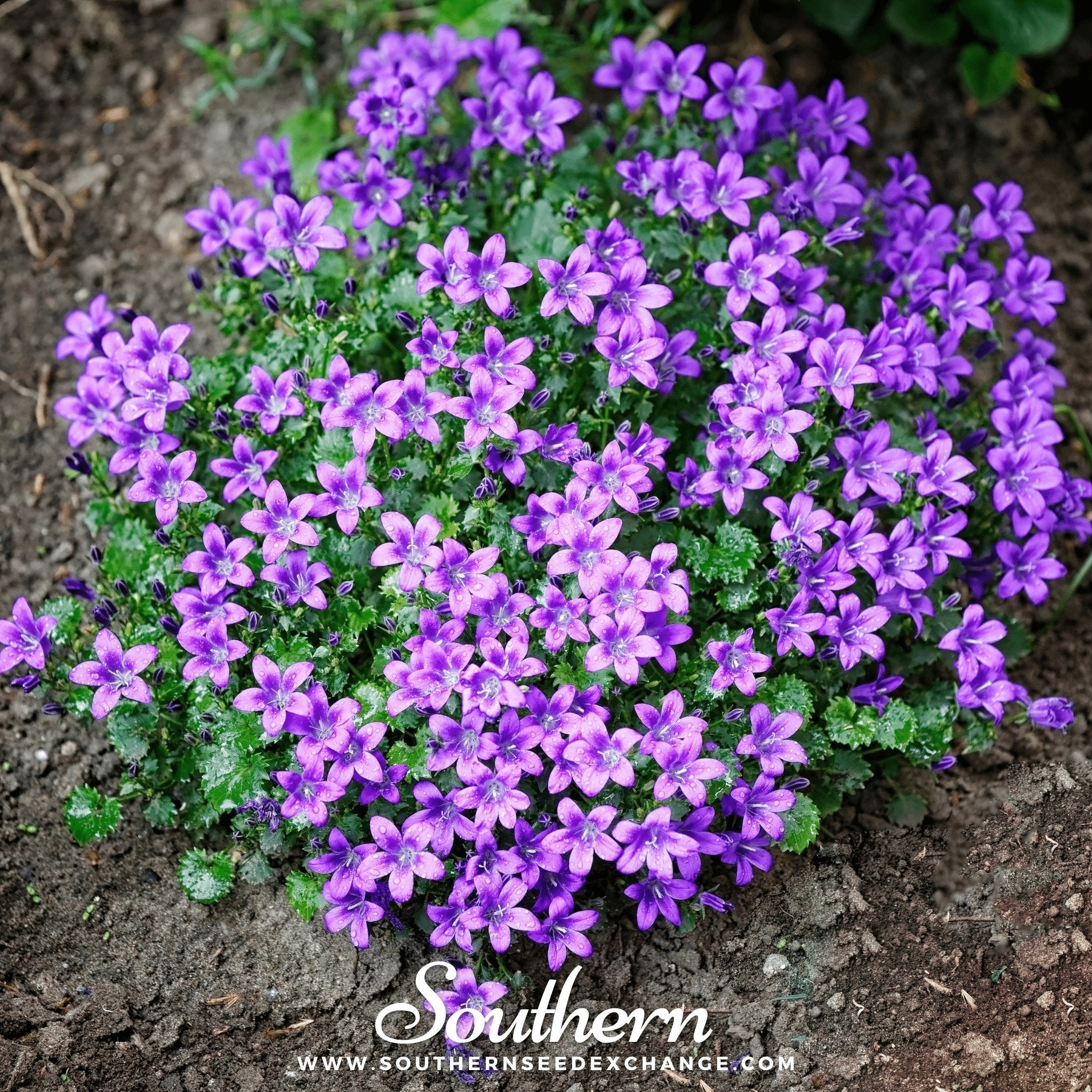 Blue Flax – 100 Seeds | | Wiccan Center