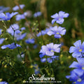 Blue Flax – 100 Seeds | | Wiccan Center
