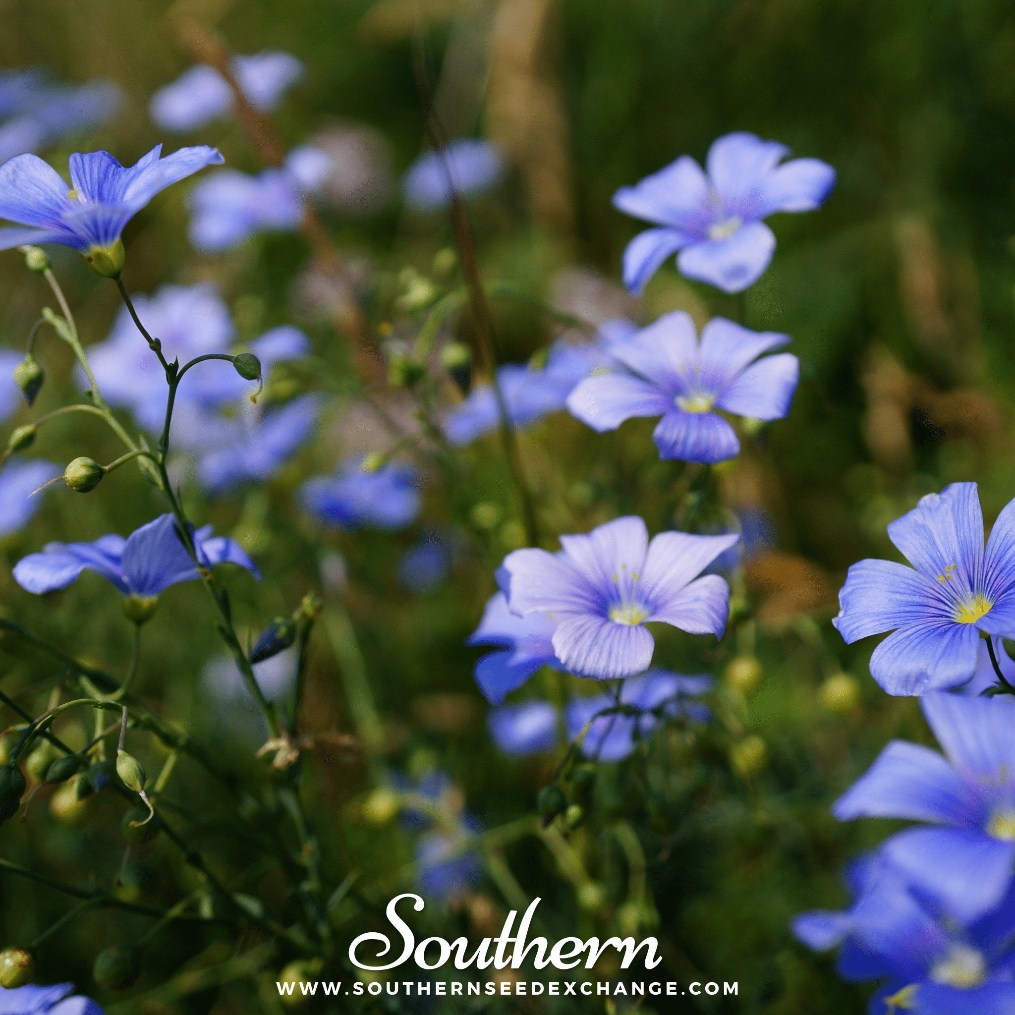 Blue Flax – 100 Seeds | | Wiccan Center