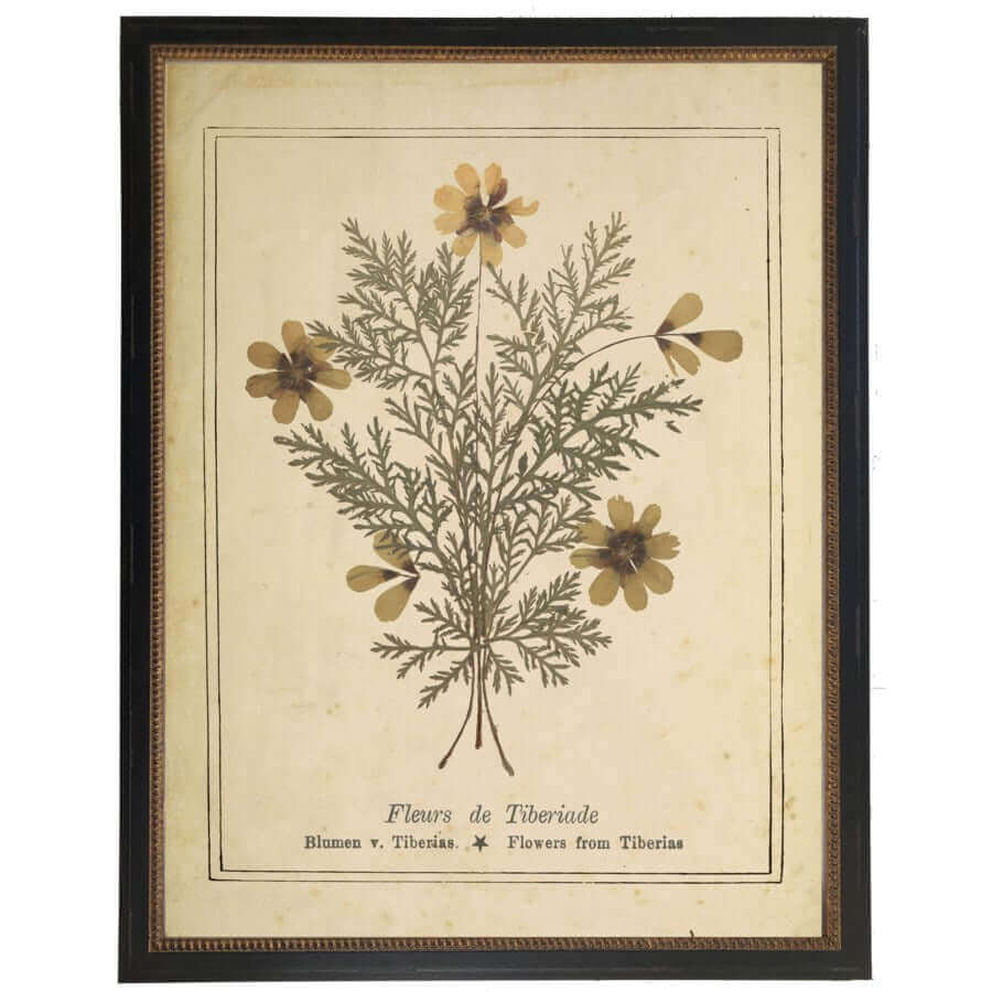 Flowers of Tiberias Victorian Vintage Bookplate Print in Black Beaded Frame | Art | Wiccan Center