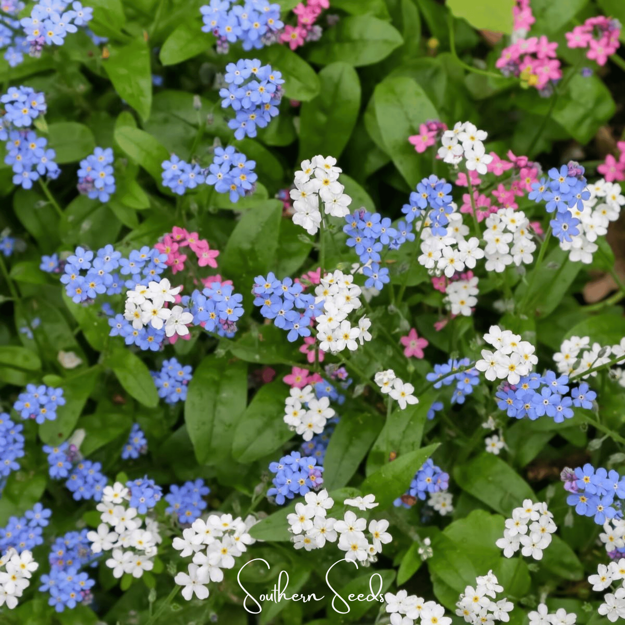 Forget Me Not Mix – 100 Seeds | Seeds | Wiccan Center