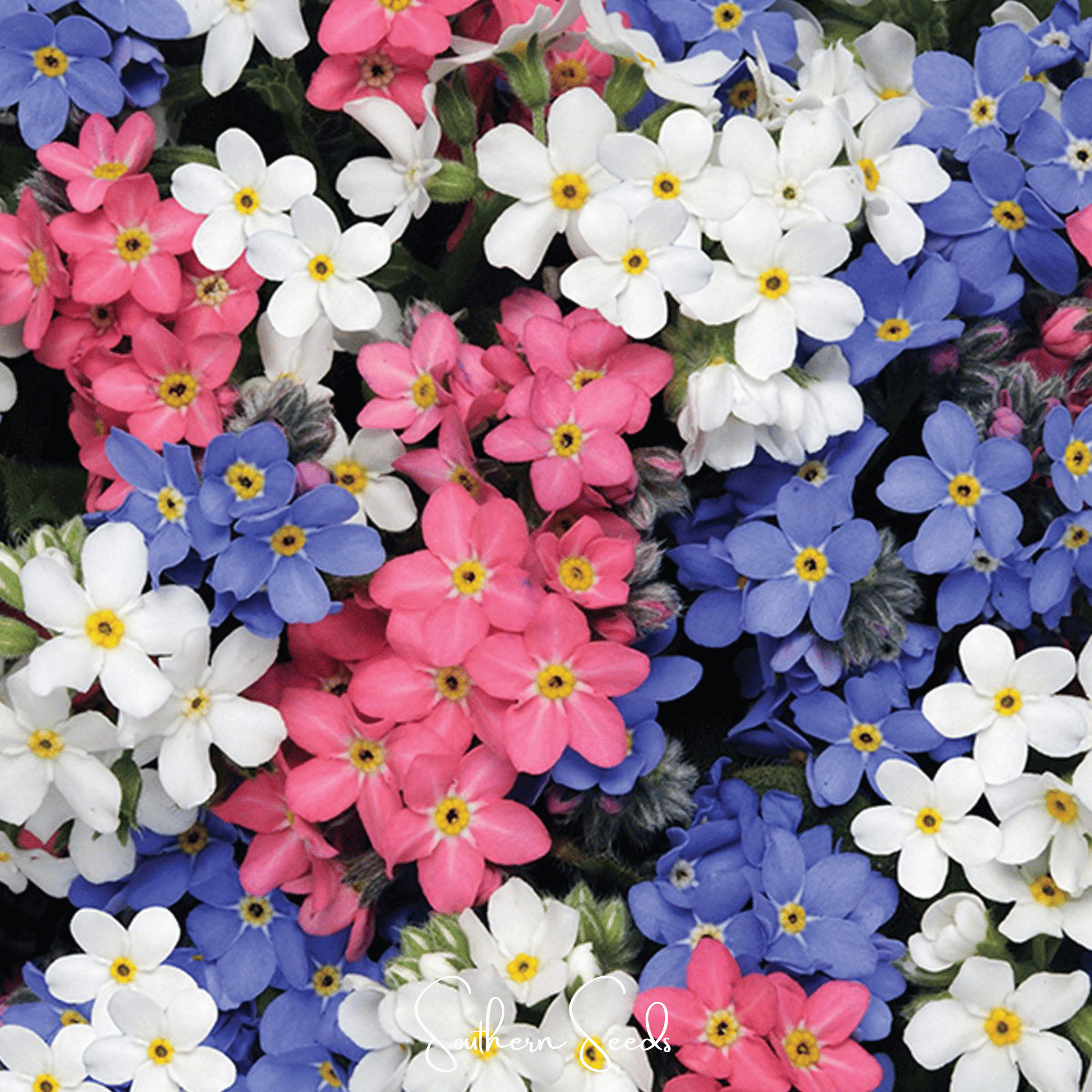 Forget Me Not Mix – 100 Seeds | Seeds | Wiccan Center