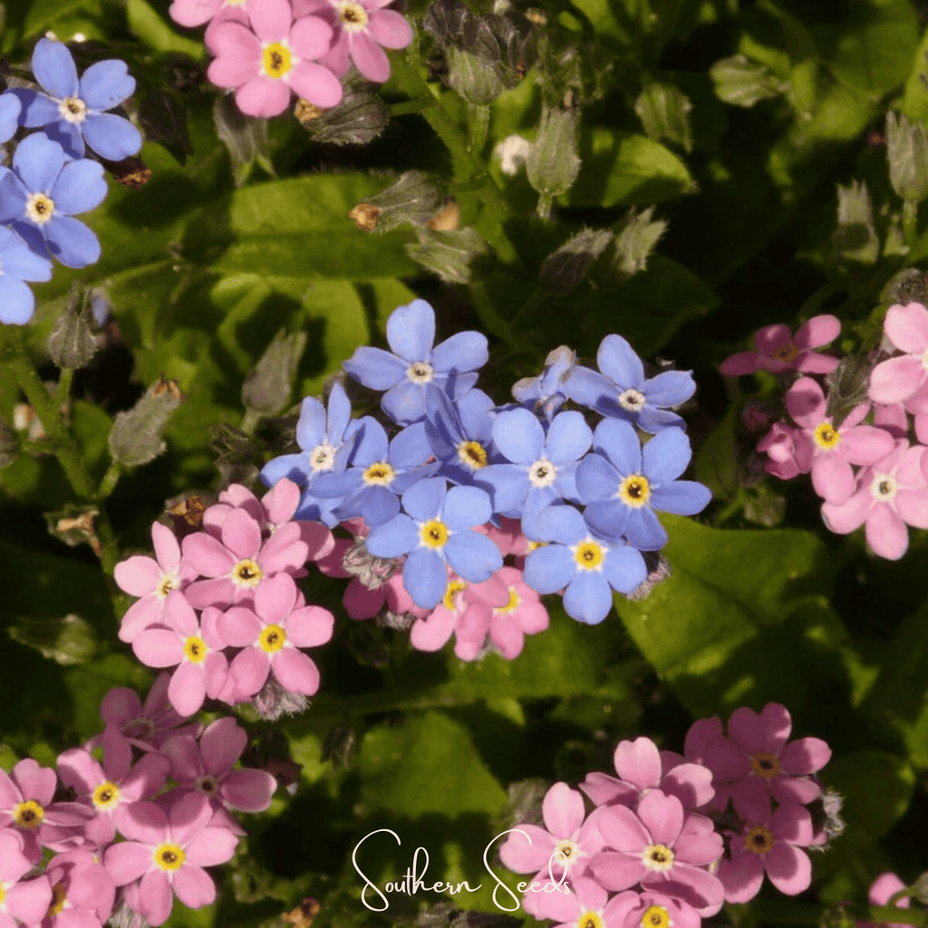 Forget Me Not Mix – 100 Seeds | Seeds | Wiccan Center