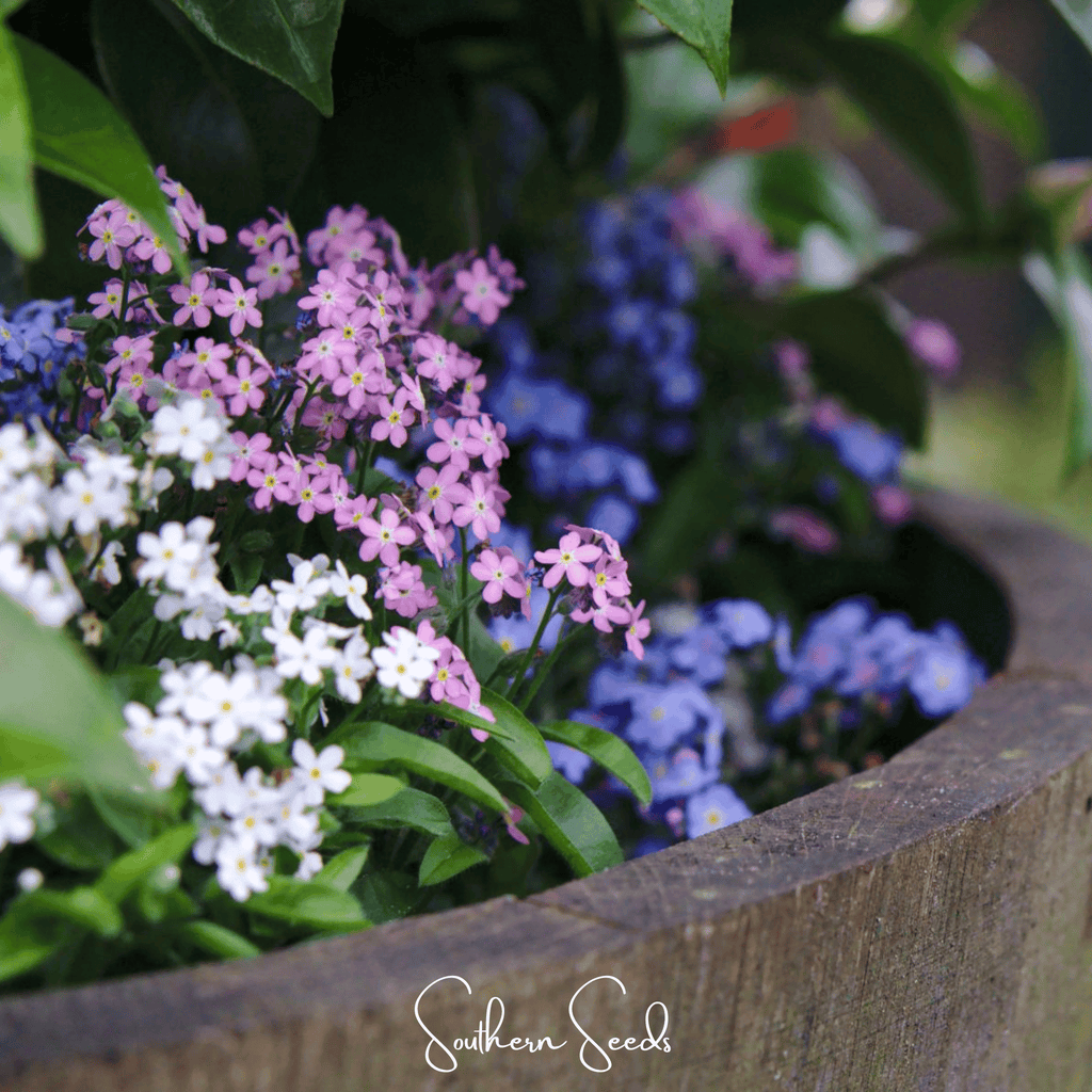 Forget Me Not Mix – 100 Seeds | Seeds | Wiccan Center