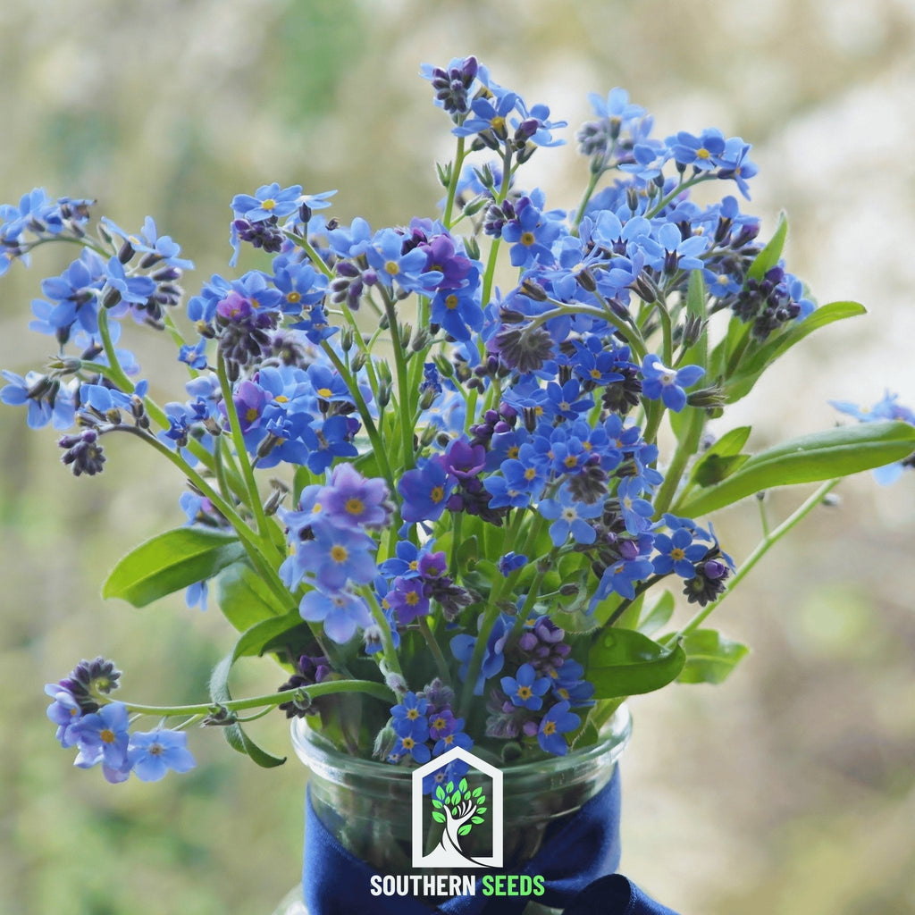 Forget Me Not – 100 Seeds | Seeds | Wiccan Center