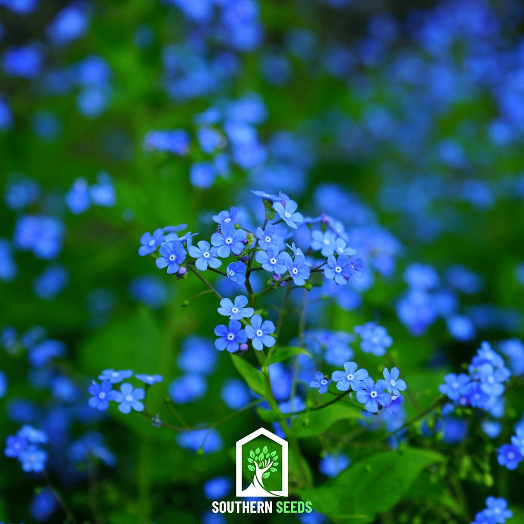 Forget Me Not – 100 Seeds | Seeds | Wiccan Center