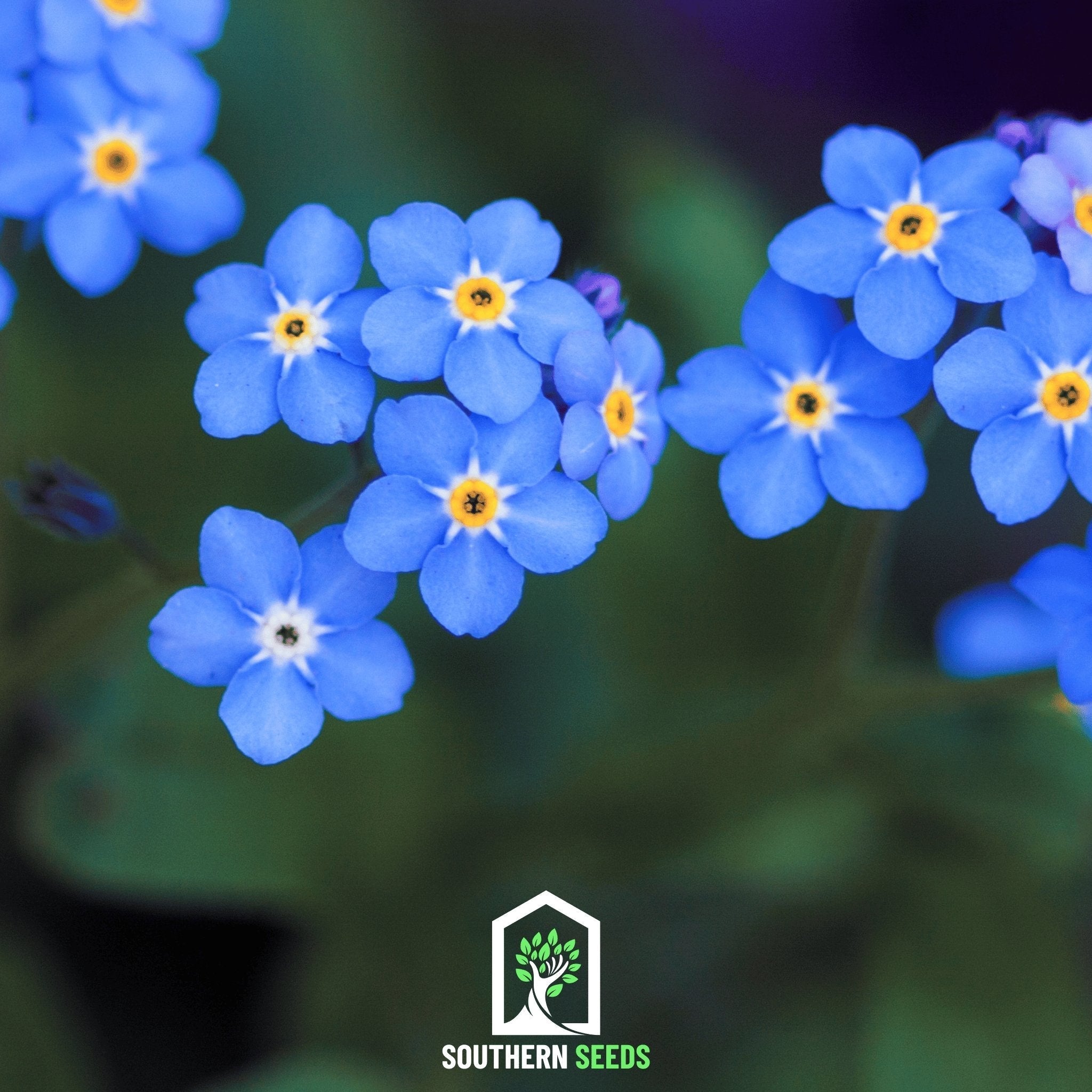 Forget Me Not – 100 Seeds | Seeds | Wiccan Center