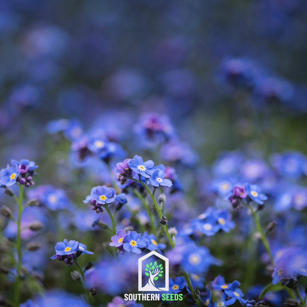Forget Me Not – 100 Seeds | Seeds | Wiccan Center