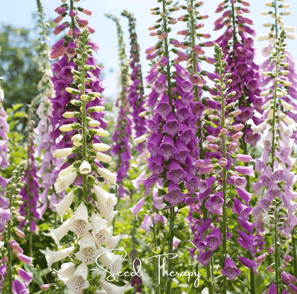 Foxy Foxglove Mix – 200 Seeds | Seeds | Wiccan Center