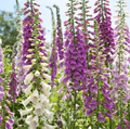Foxy Foxglove Mix – 200 Seeds | Seeds | Wiccan Center