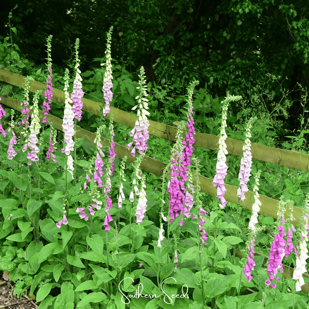 Foxy Foxglove Mix – 200 Seeds | Seeds | Wiccan Center