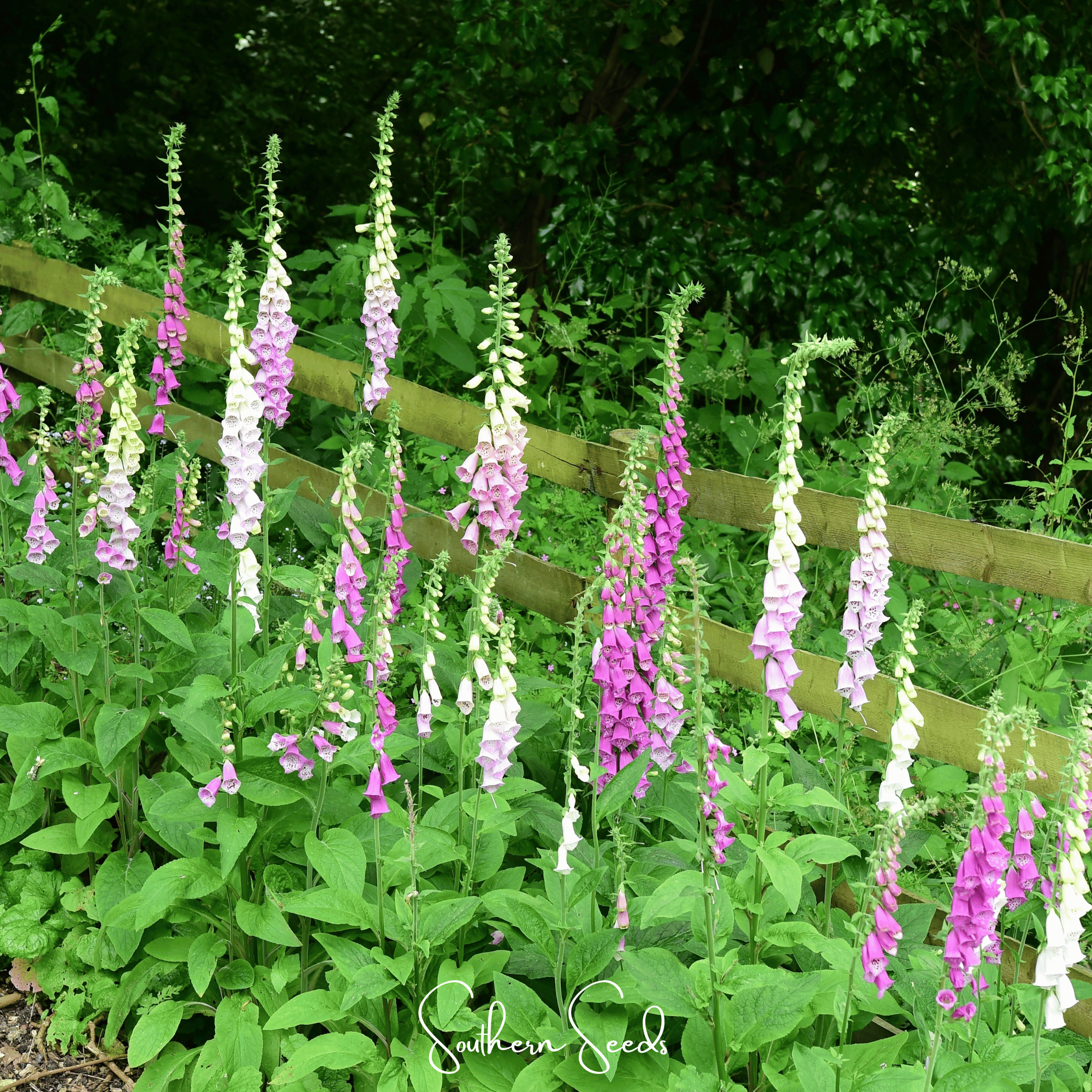 Foxy Foxglove Mix – 200 Seeds | Seeds | Wiccan Center
