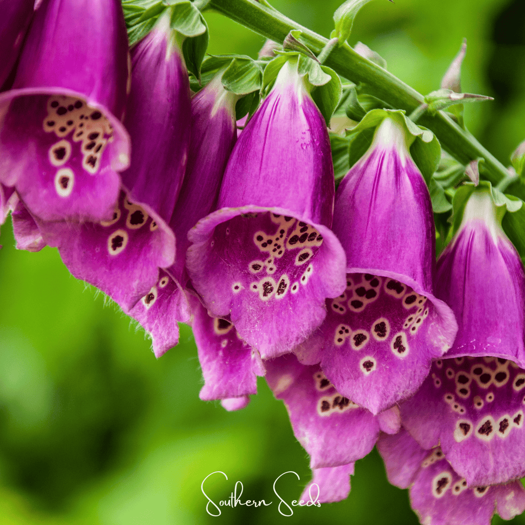 Foxy Foxglove Mix – 200 Seeds | Seeds | Wiccan Center