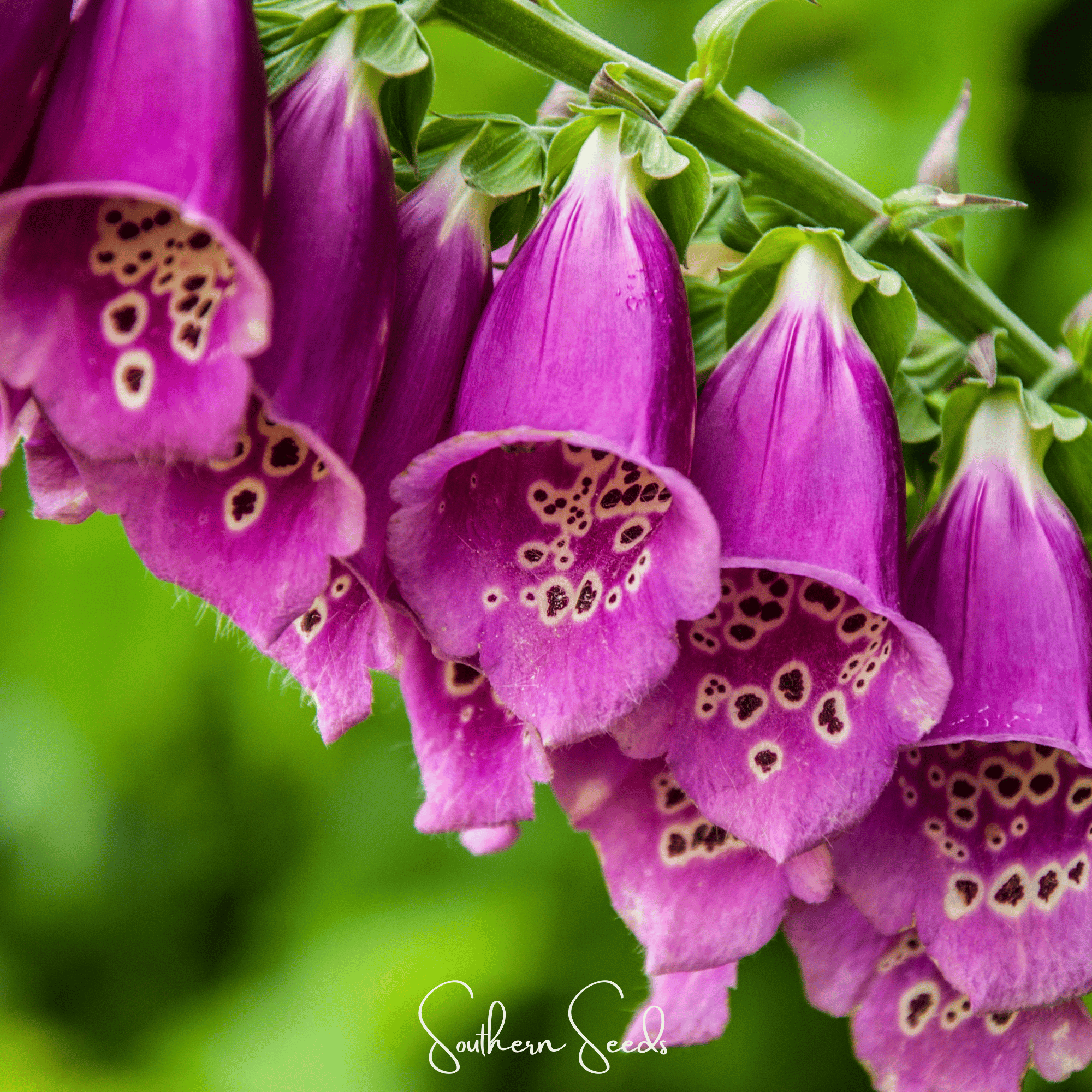 Foxy Foxglove Mix – 200 Seeds | Seeds | Wiccan Center