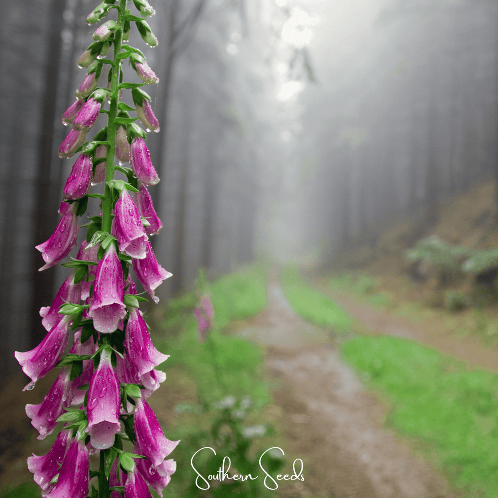 Foxy Foxglove Mix – 200 Seeds | Seeds | Wiccan Center