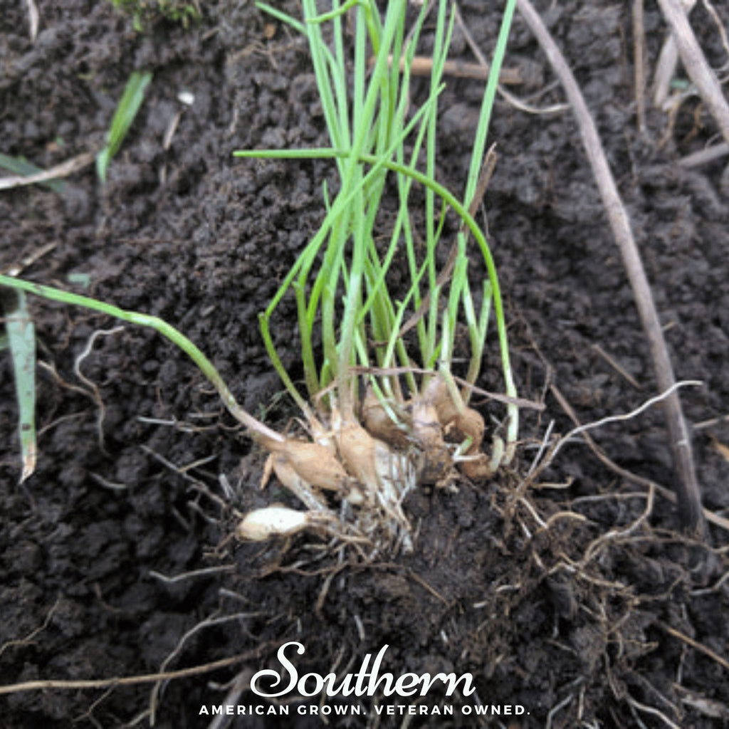 Wild Garlic – 25 Seeds | Seeds | Wiccan Center