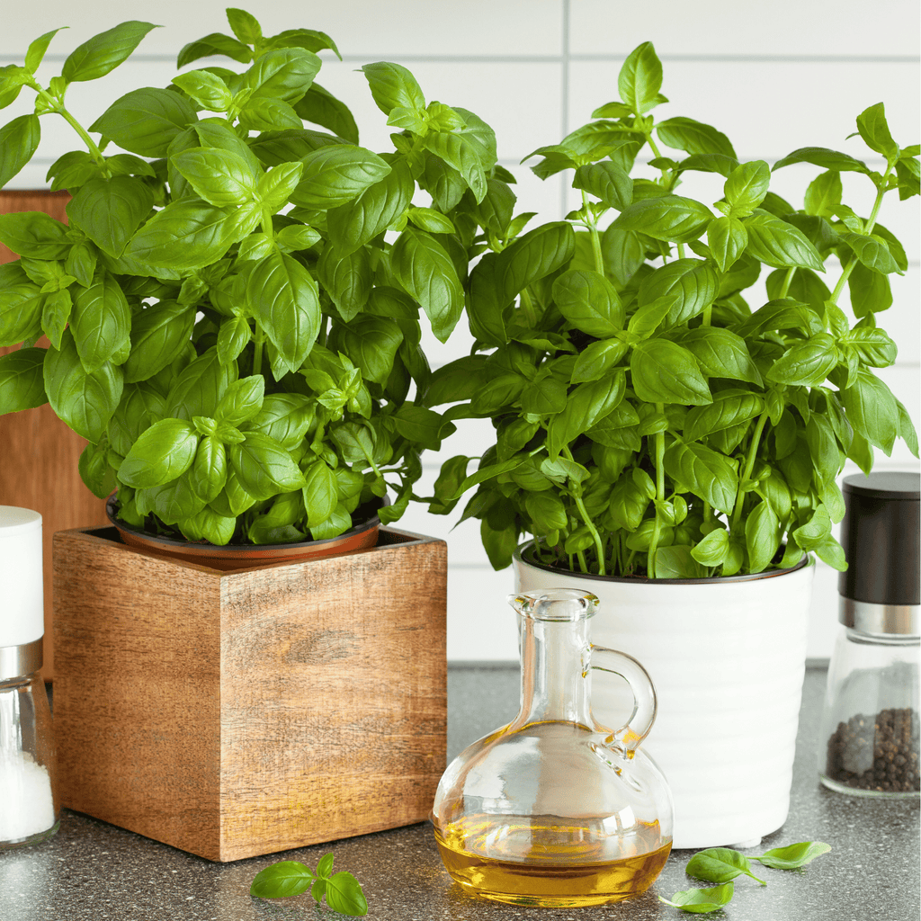 Genovese Basil – 250 Seeds | Seeds | Wiccan Center