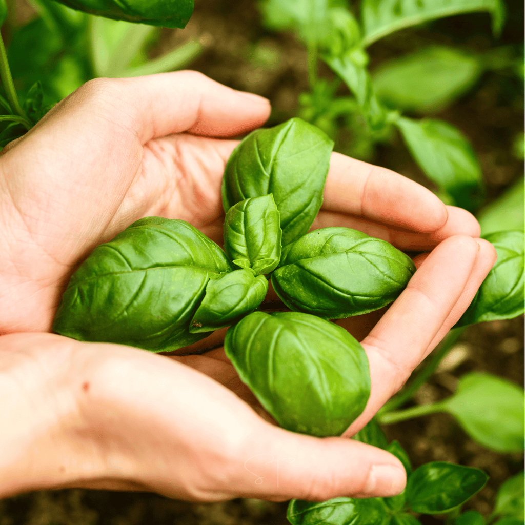 Genovese Basil – 250 Seeds | Seeds | Wiccan Center