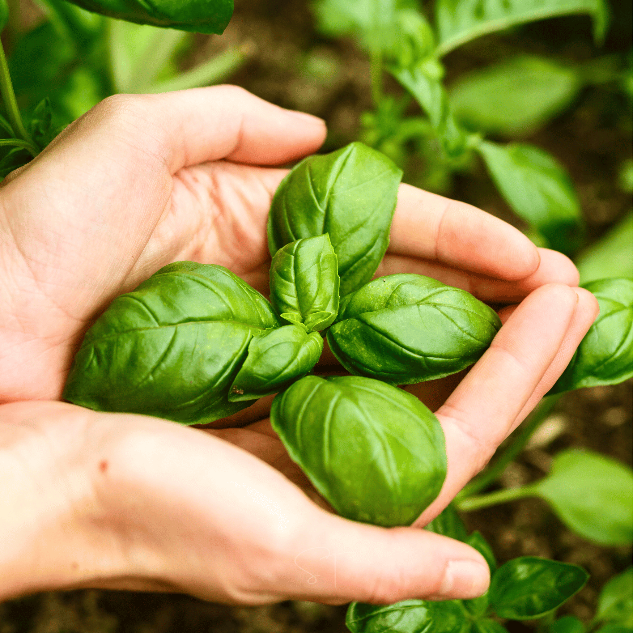 Genovese Basil – 250 Seeds | Seeds | Wiccan Center