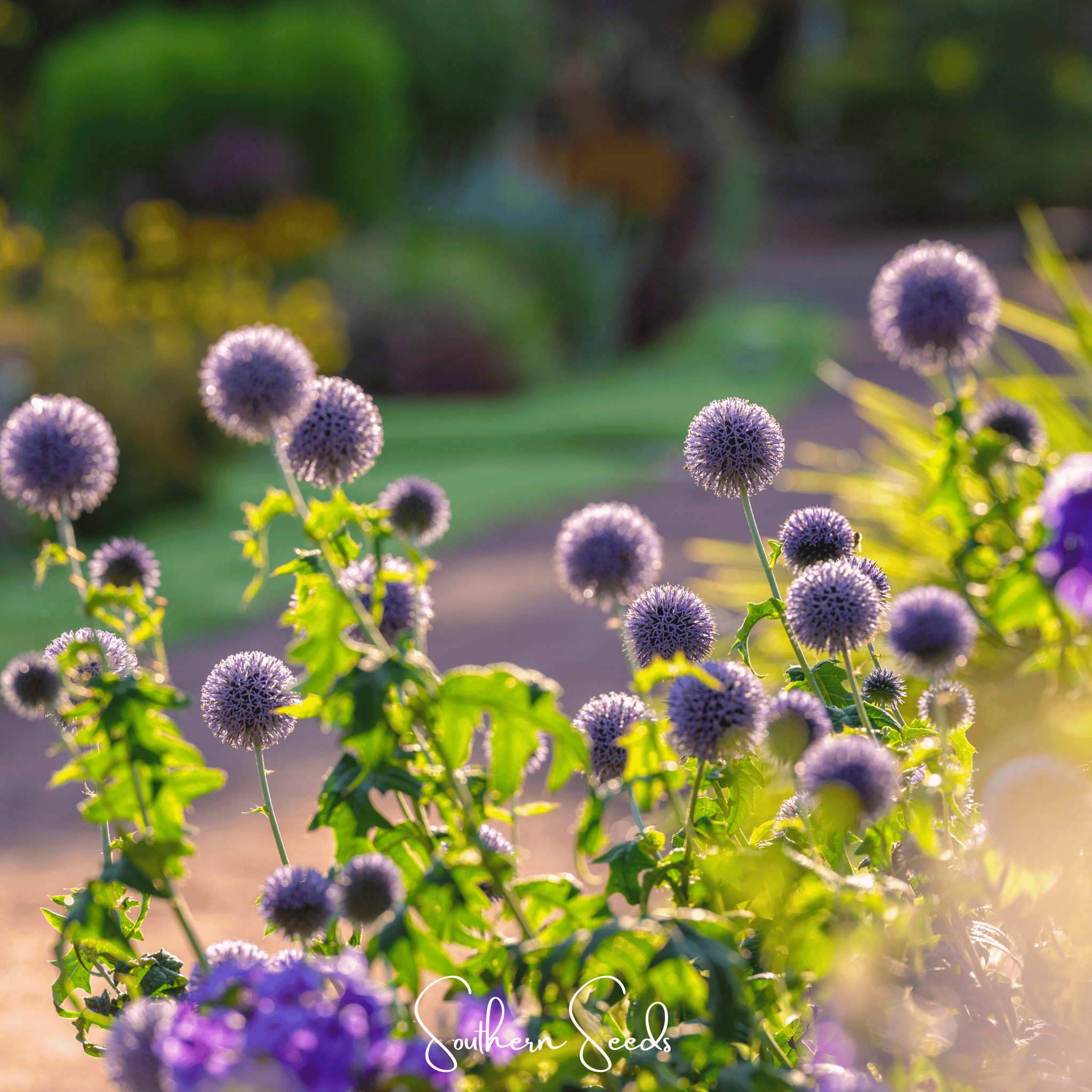 Southern Globe Thistle – 25 Seeds | Seeds | Wiccan Center
