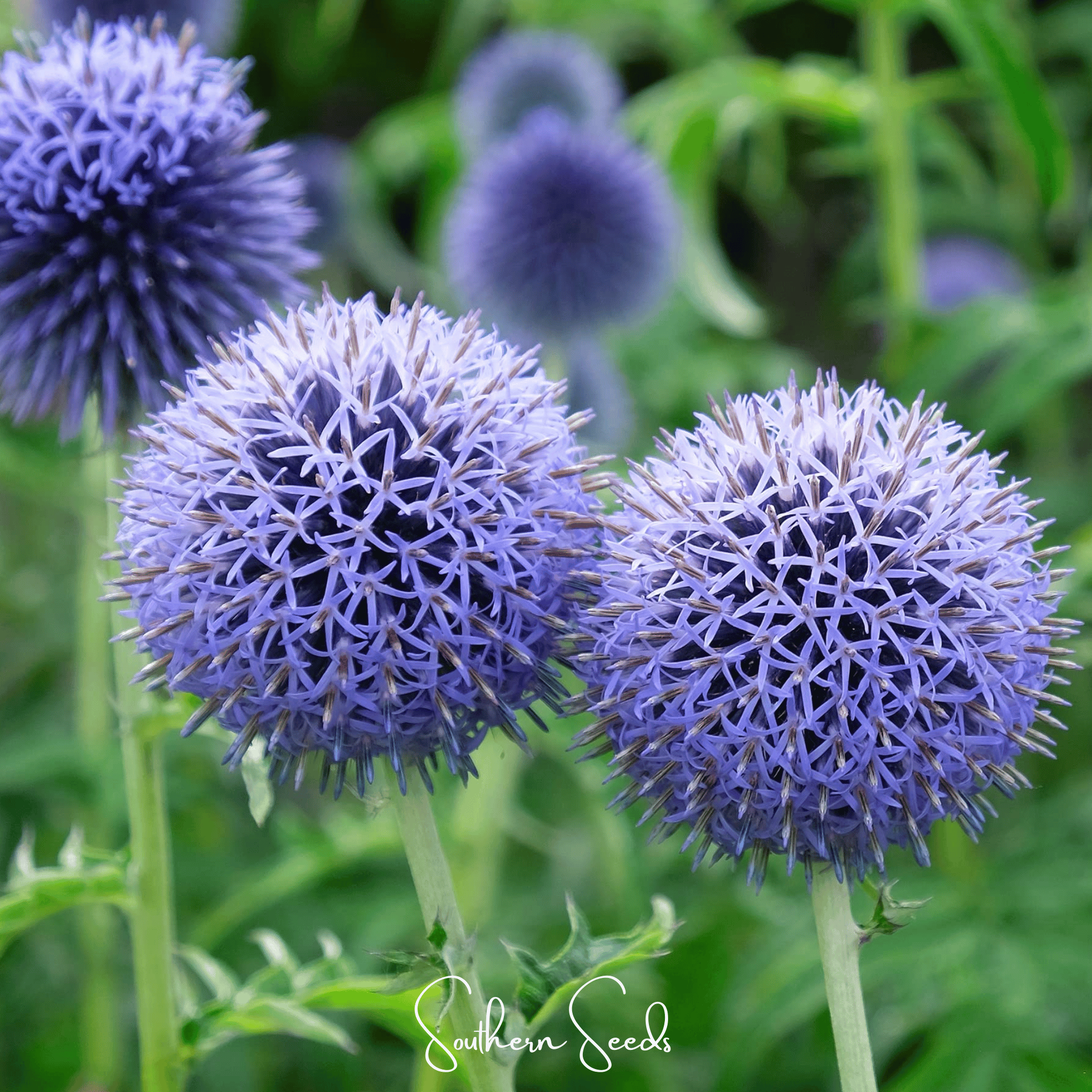 Southern Globe Thistle – 25 Seeds | Seeds | Wiccan Center