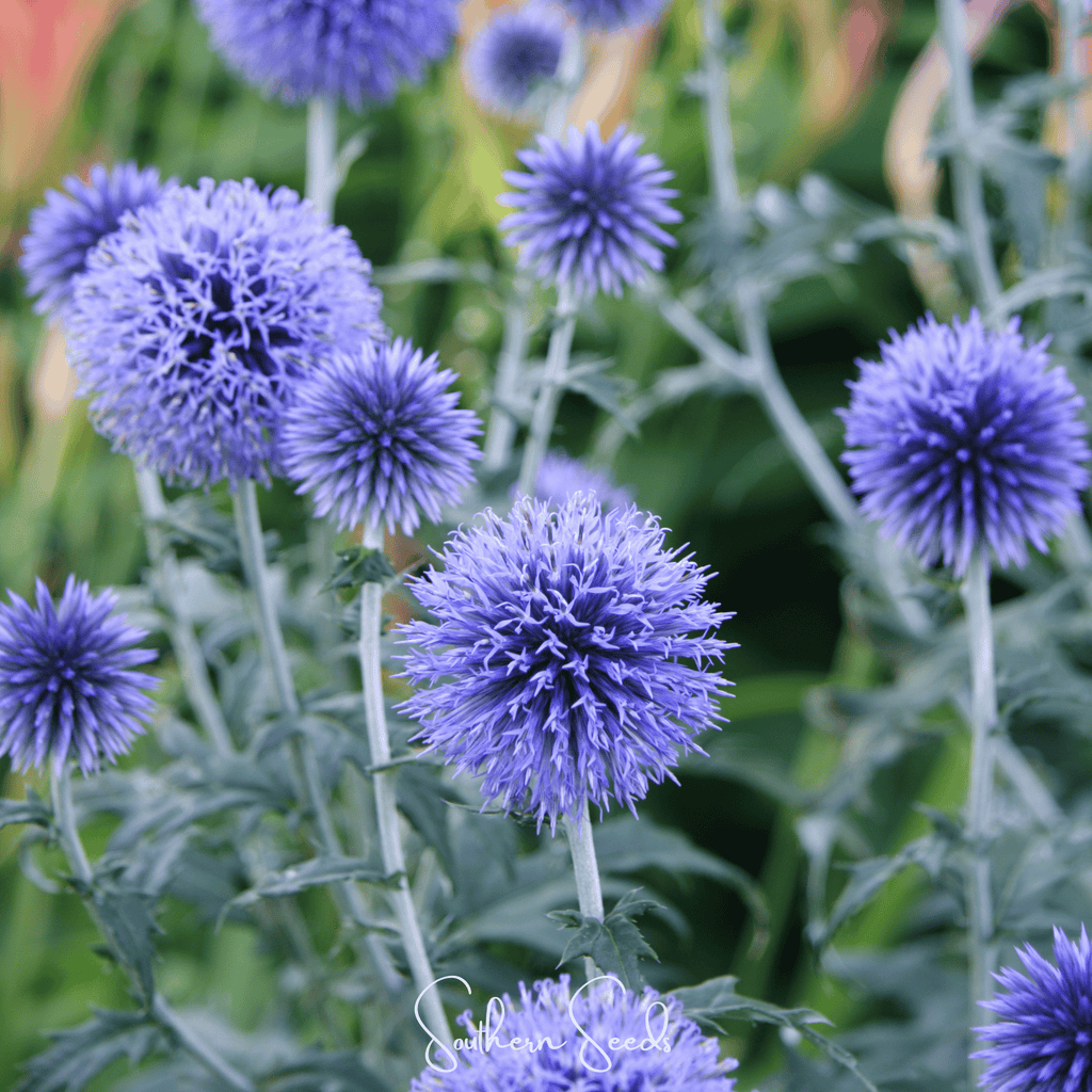 Southern Globe Thistle – 25 Seeds | Seeds | Wiccan Center