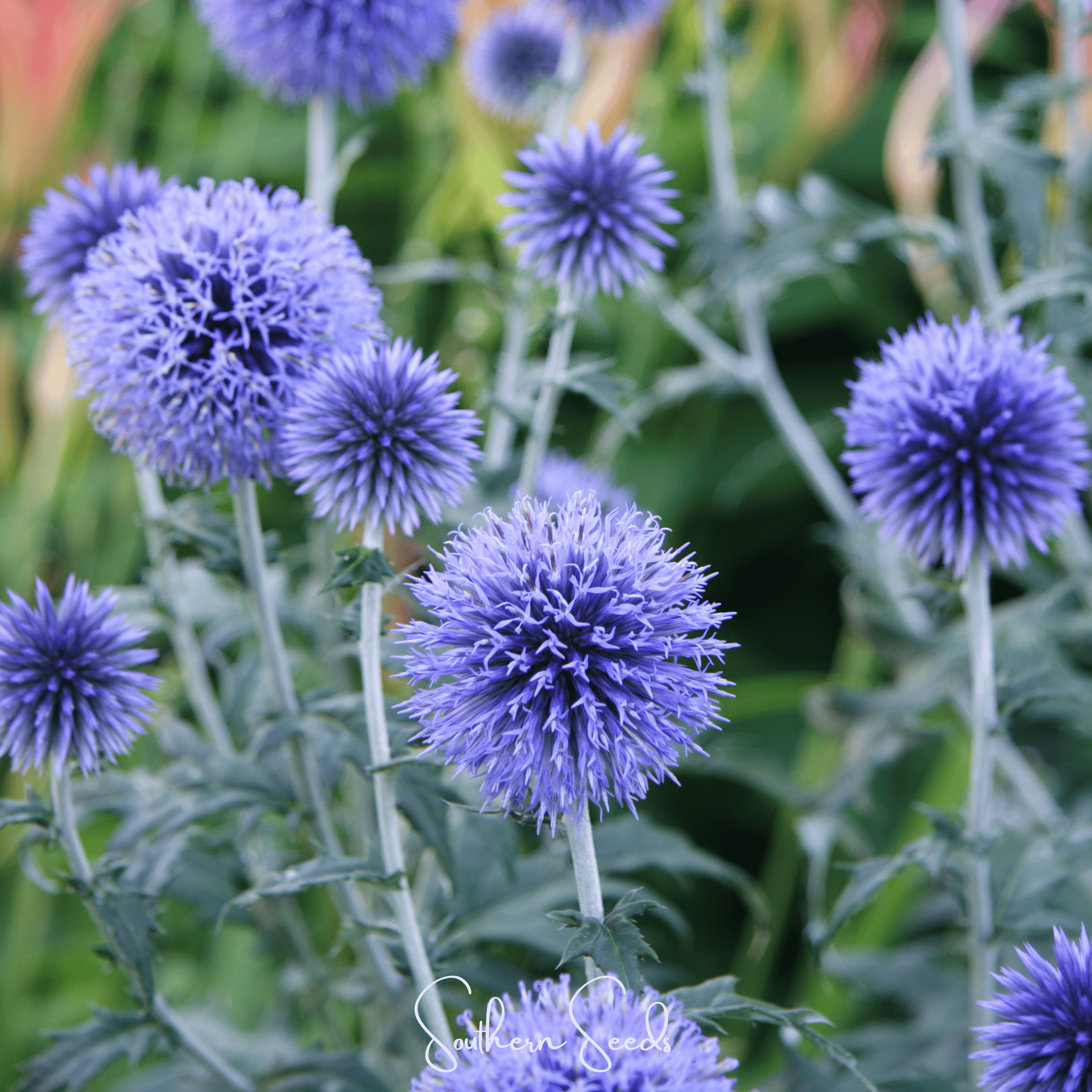 Southern Globe Thistle – 25 Seeds | Seeds | Wiccan Center