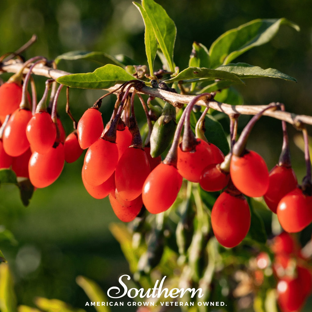 Goji Berry – 50 Seeds | | Wiccan Center