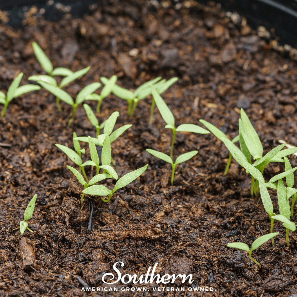 Goji Berry – 50 Seeds | | Wiccan Center
