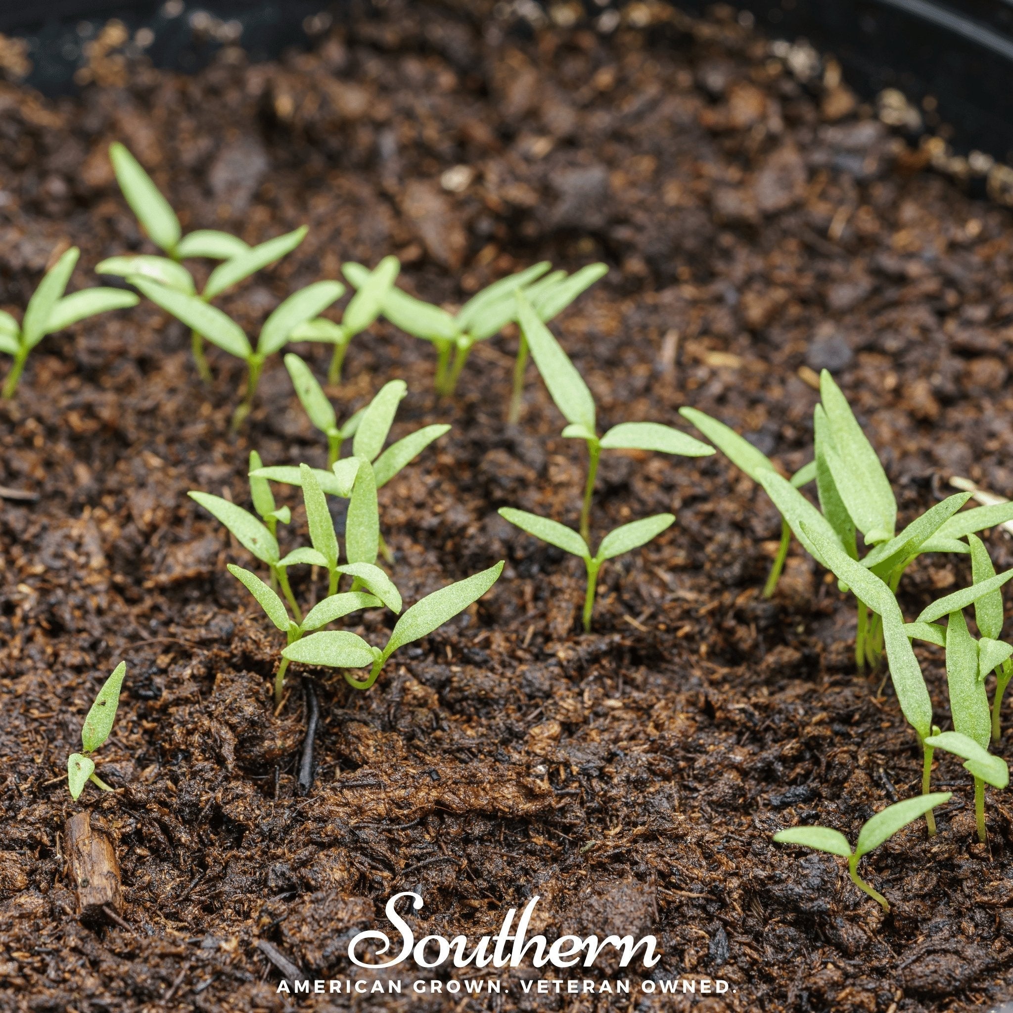 Goji Berry – 50 Seeds | | Wiccan Center