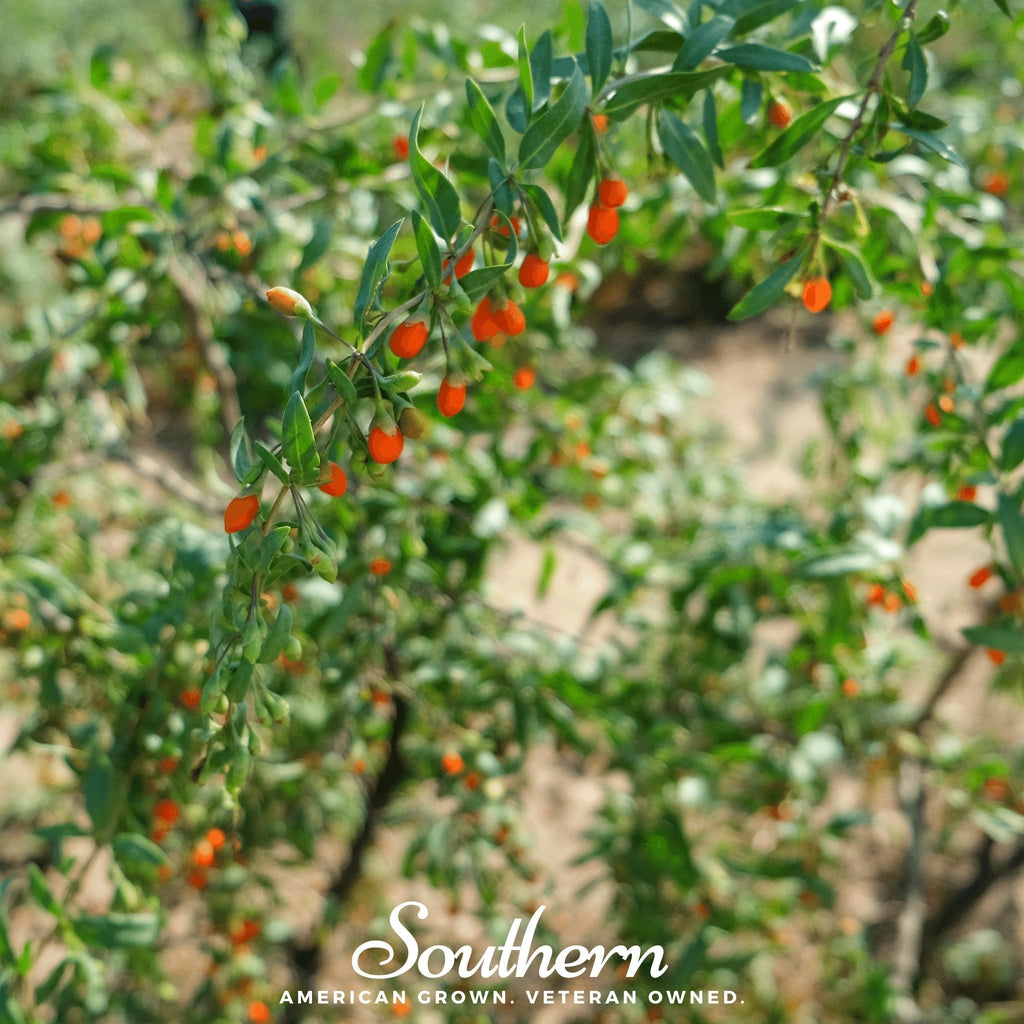 Goji Berry – 50 Seeds | | Wiccan Center