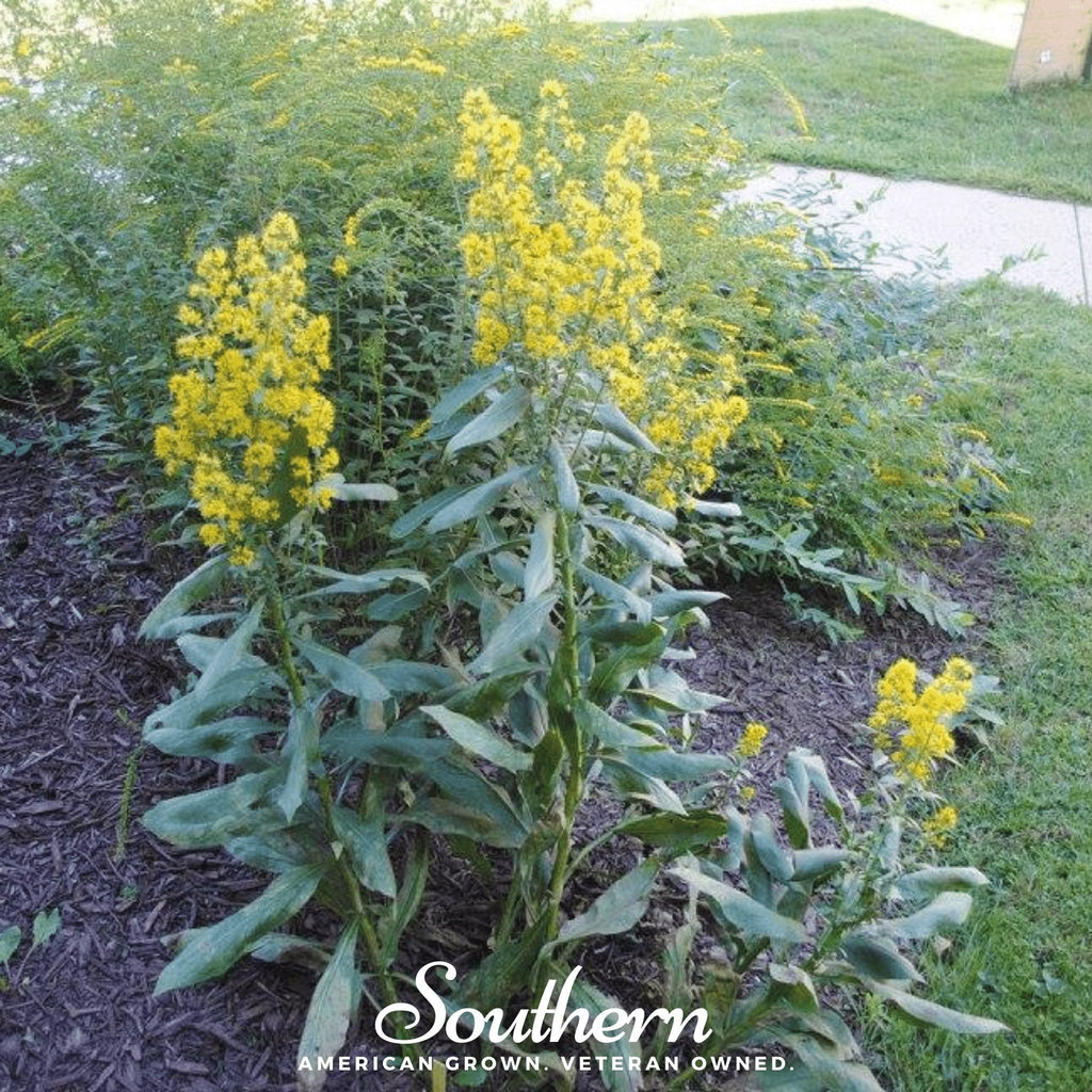 Showy Goldenrod – 100 Seeds | | Wiccan Center