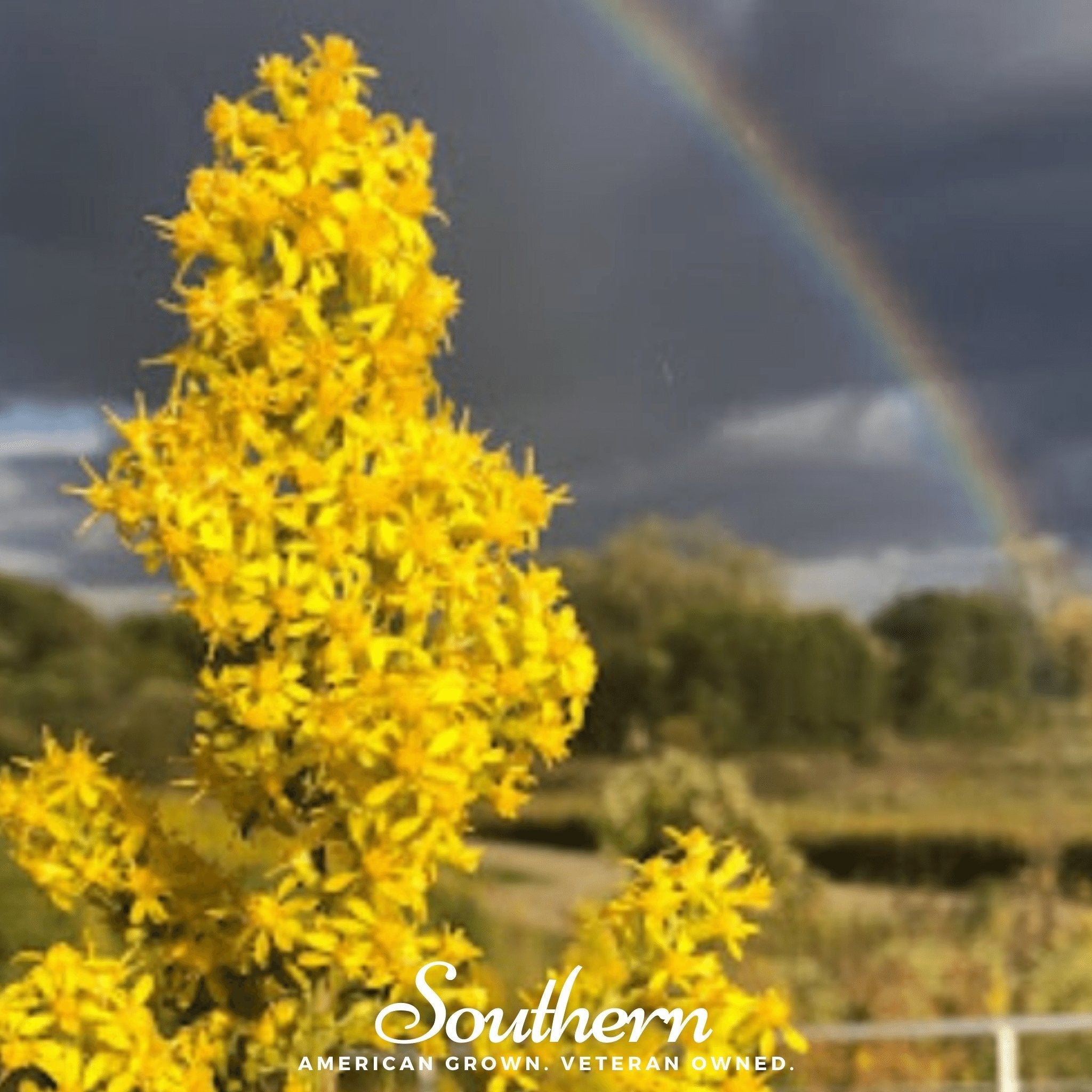 Showy Goldenrod – 100 Seeds | | Wiccan Center