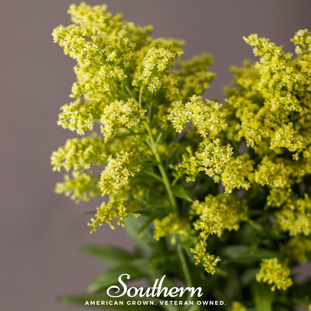 Showy Goldenrod – 100 Seeds | | Wiccan Center