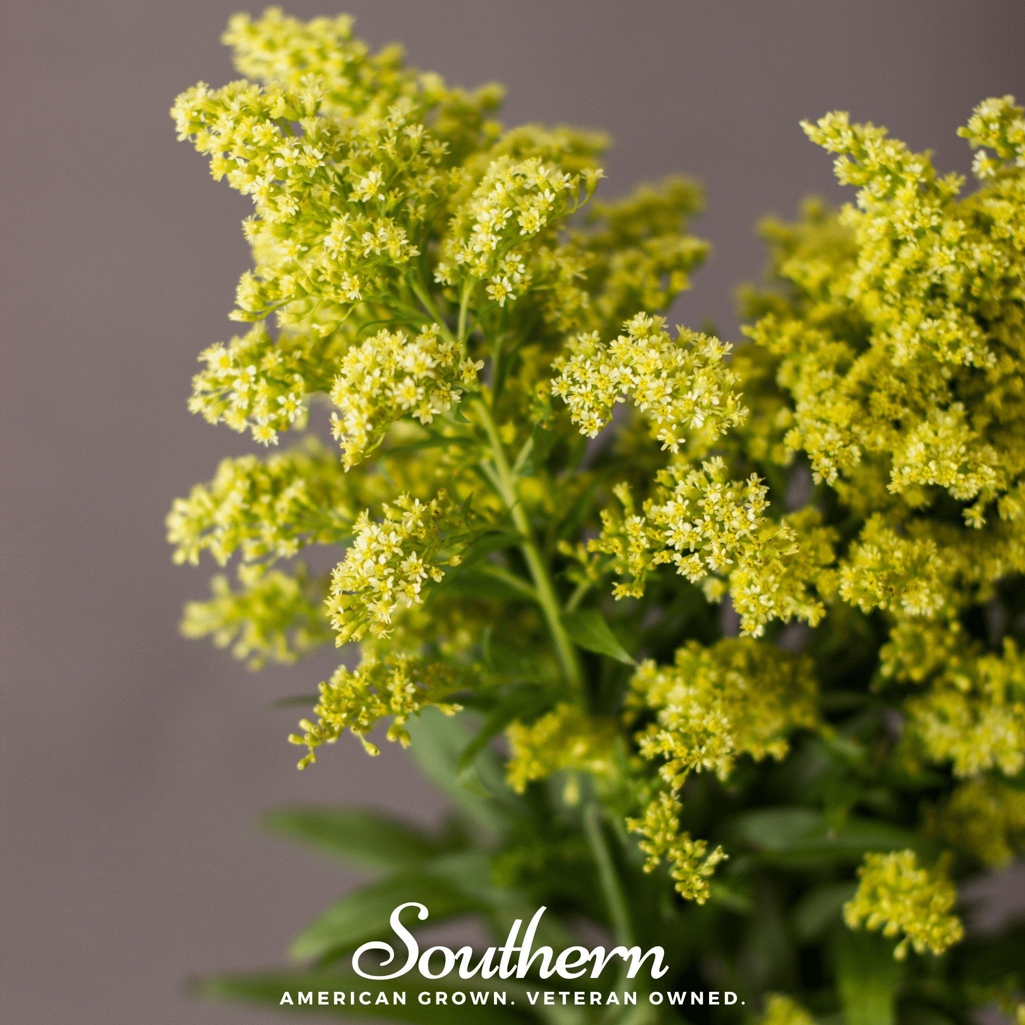 Showy Goldenrod – 100 Seeds | | Wiccan Center