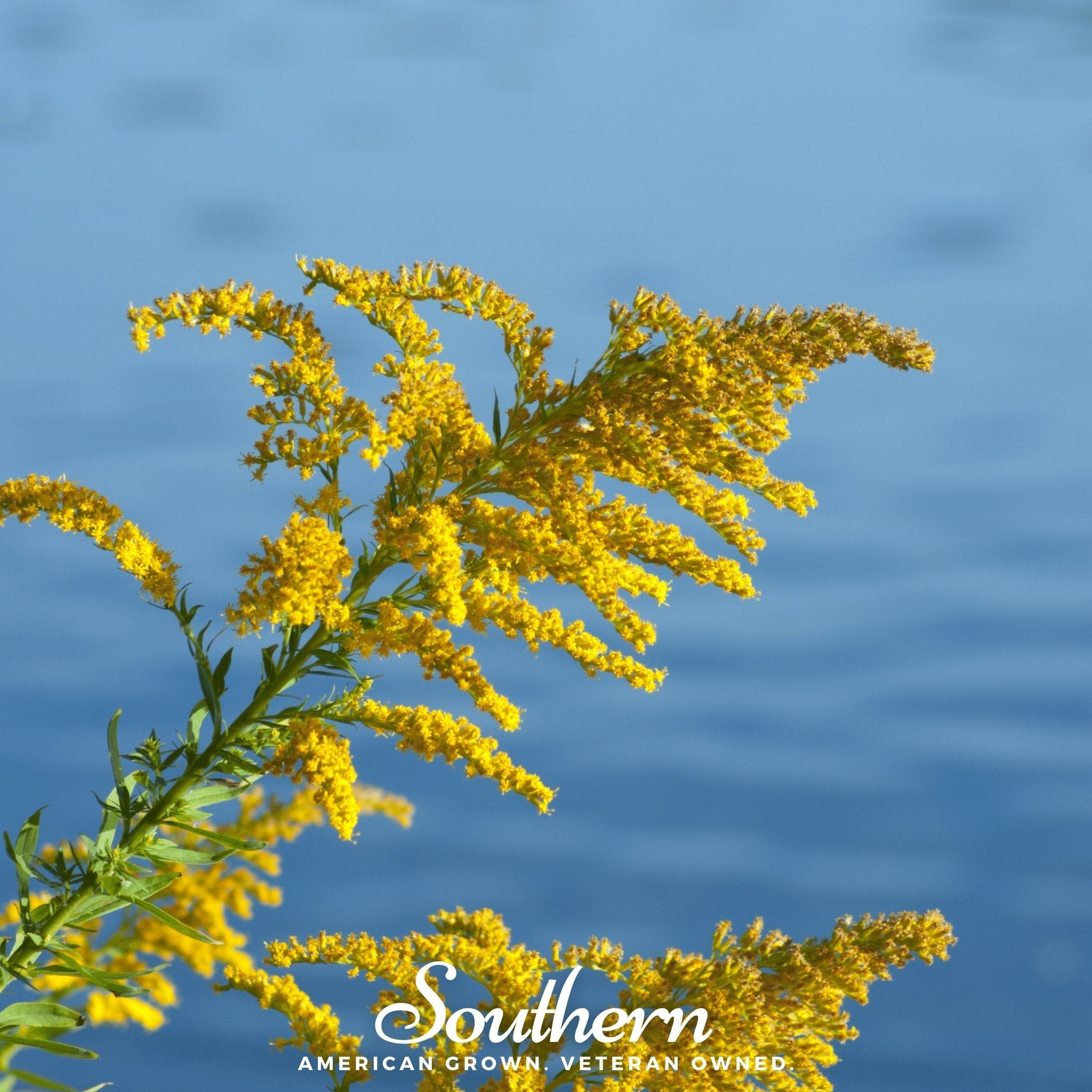Showy Goldenrod – 100 Seeds | | Wiccan Center