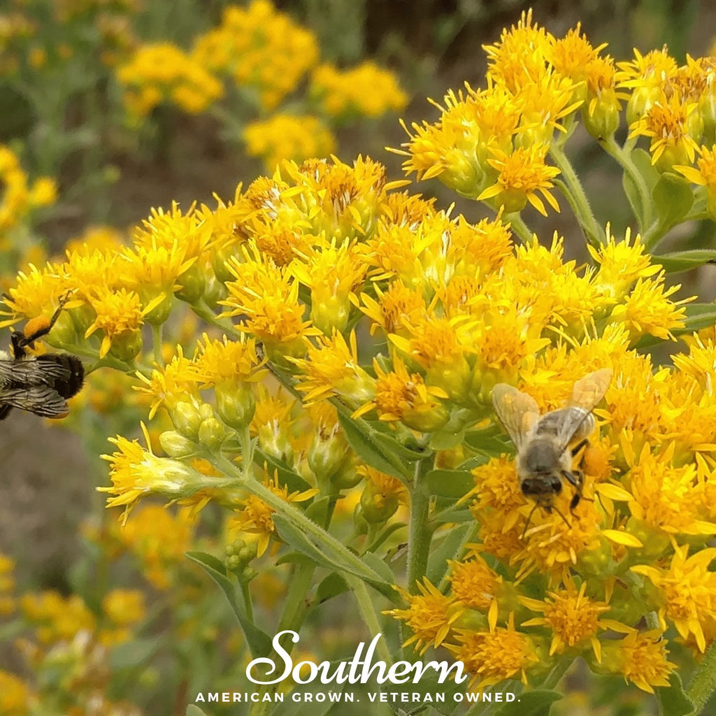 Stiff Goldenrod – 100 Seeds | Seeds | Wiccan Center