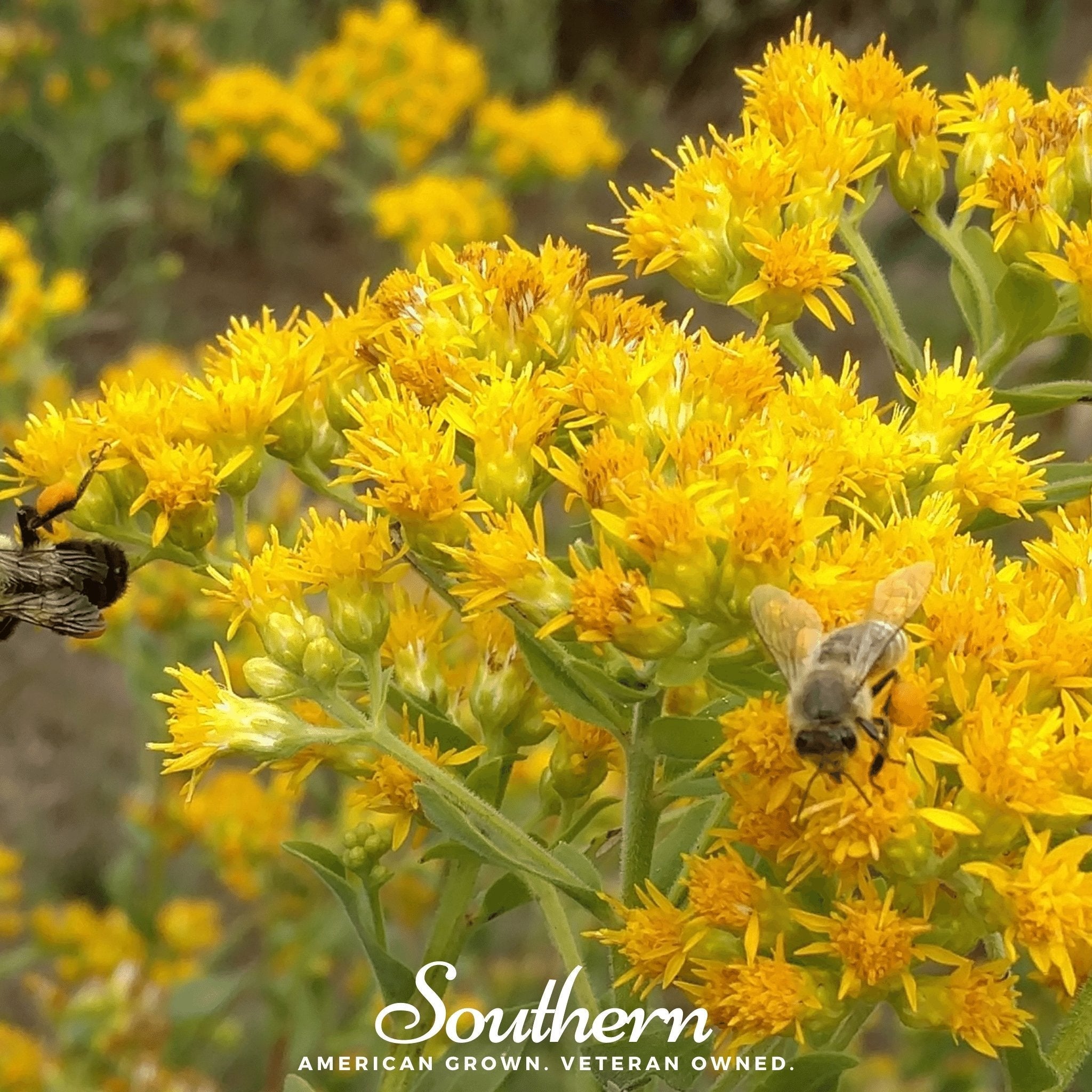 Stiff Goldenrod – 100 Seeds | Seeds | Wiccan Center