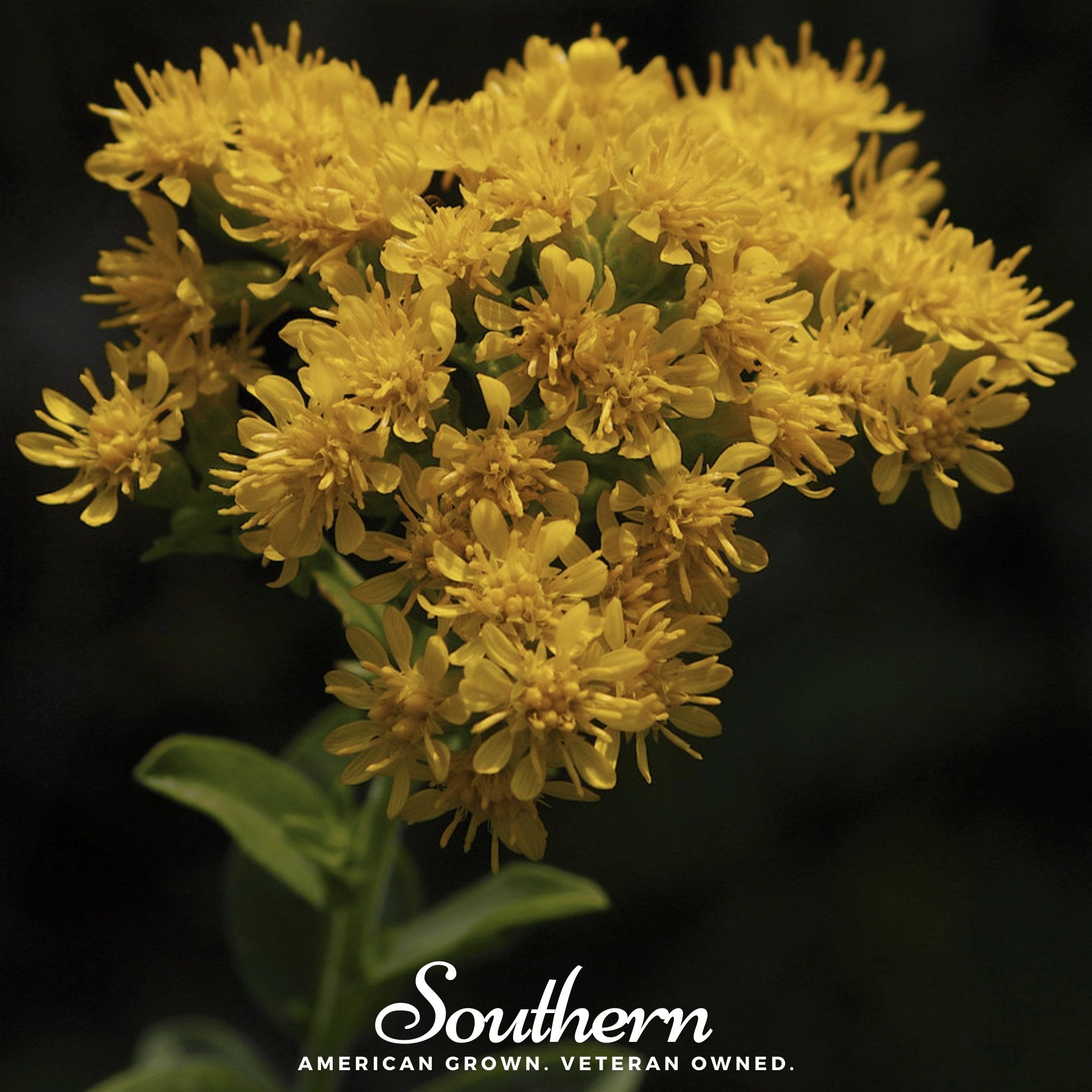 Stiff Goldenrod – 100 Seeds | Seeds | Wiccan Center