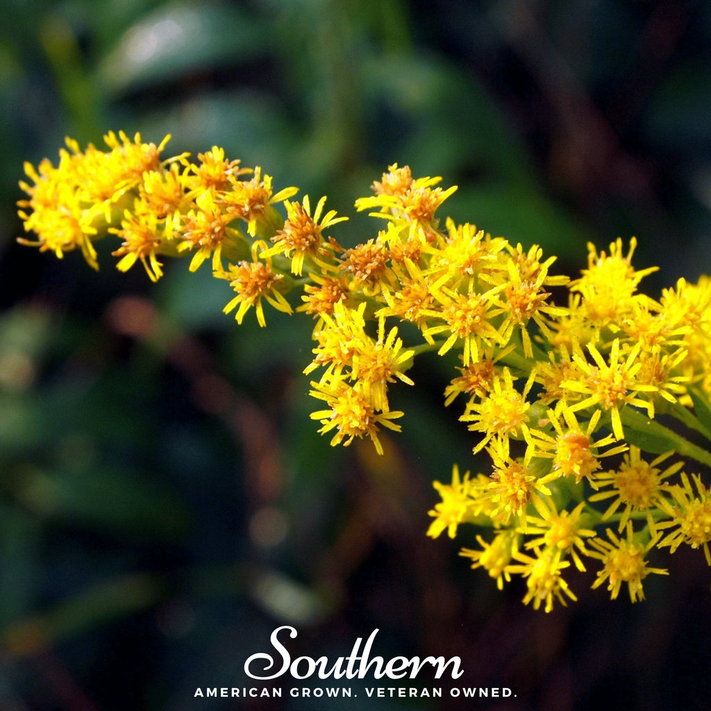 Stiff Goldenrod – 100 Seeds | Seeds | Wiccan Center