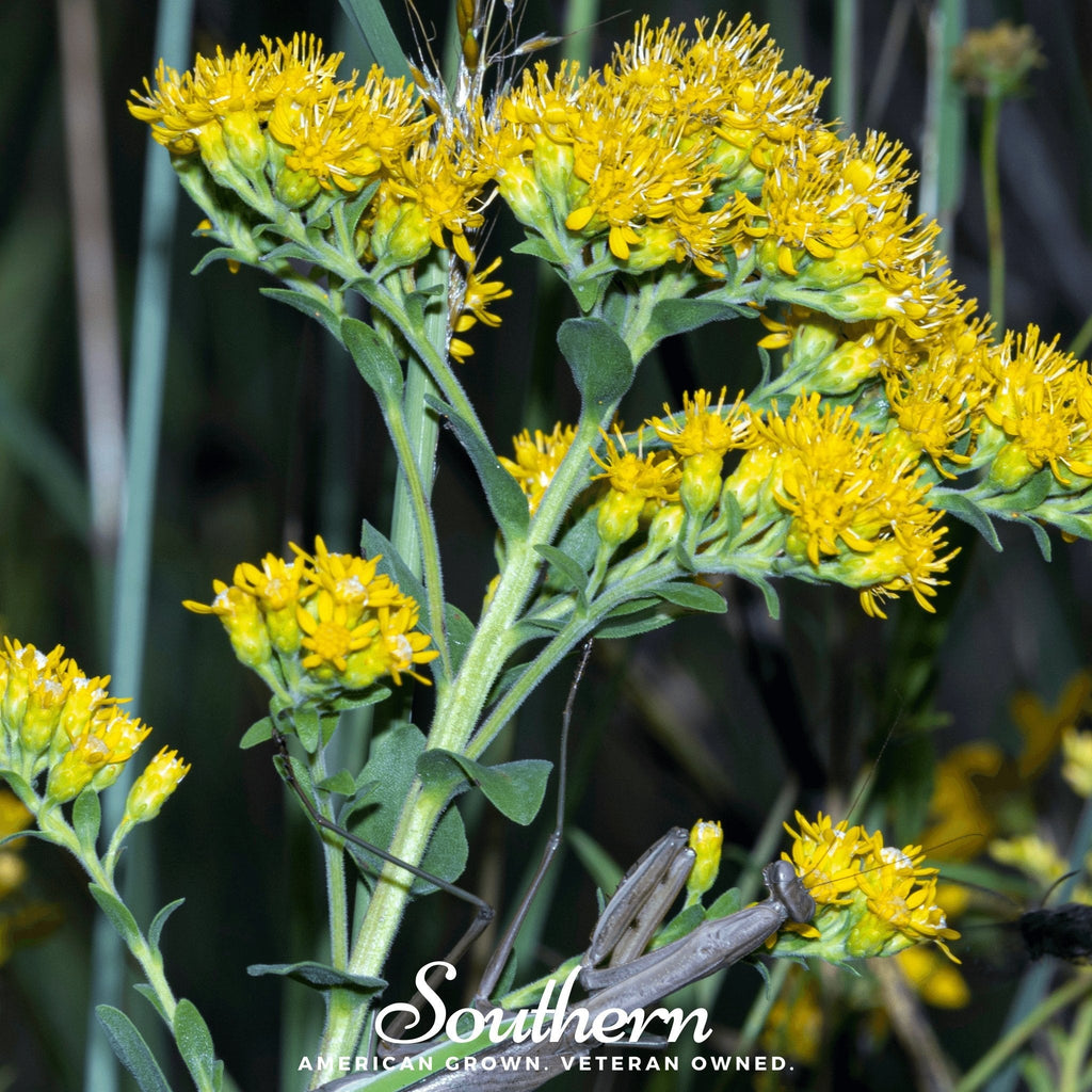 Stiff Goldenrod – 100 Seeds | Seeds | Wiccan Center