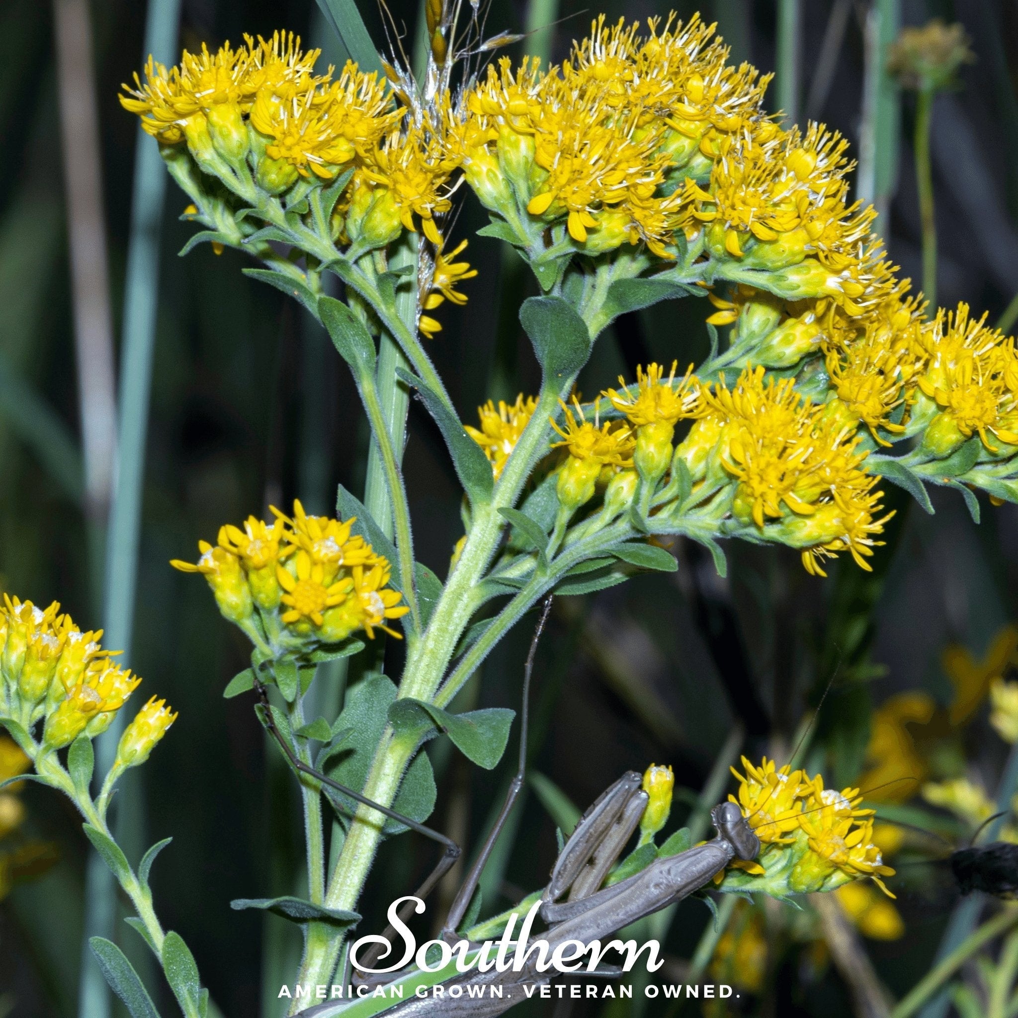 Stiff Goldenrod – 100 Seeds | Seeds | Wiccan Center