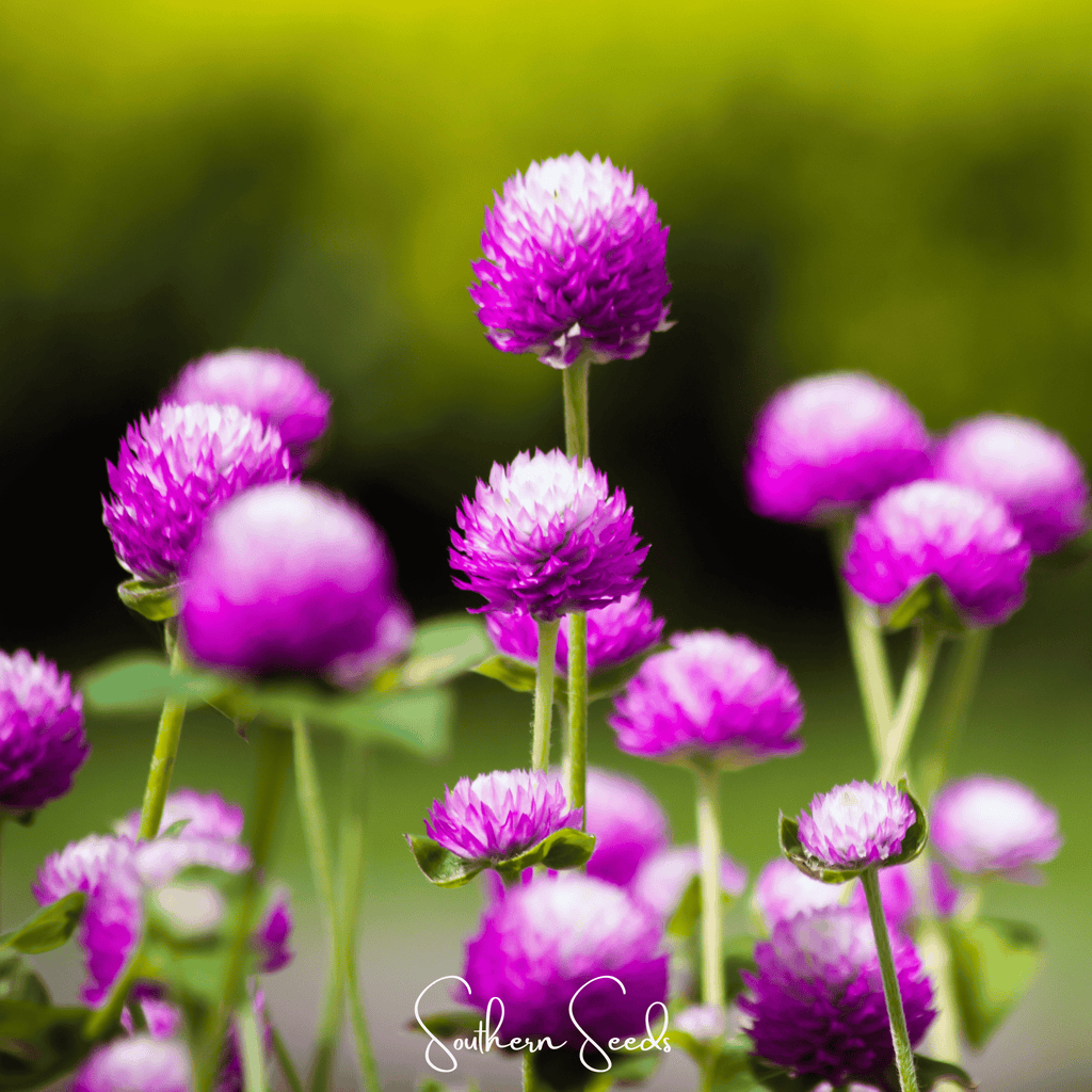Globosa Mix Gomphrena – 50 Seeds | Seeds | Wiccan Center